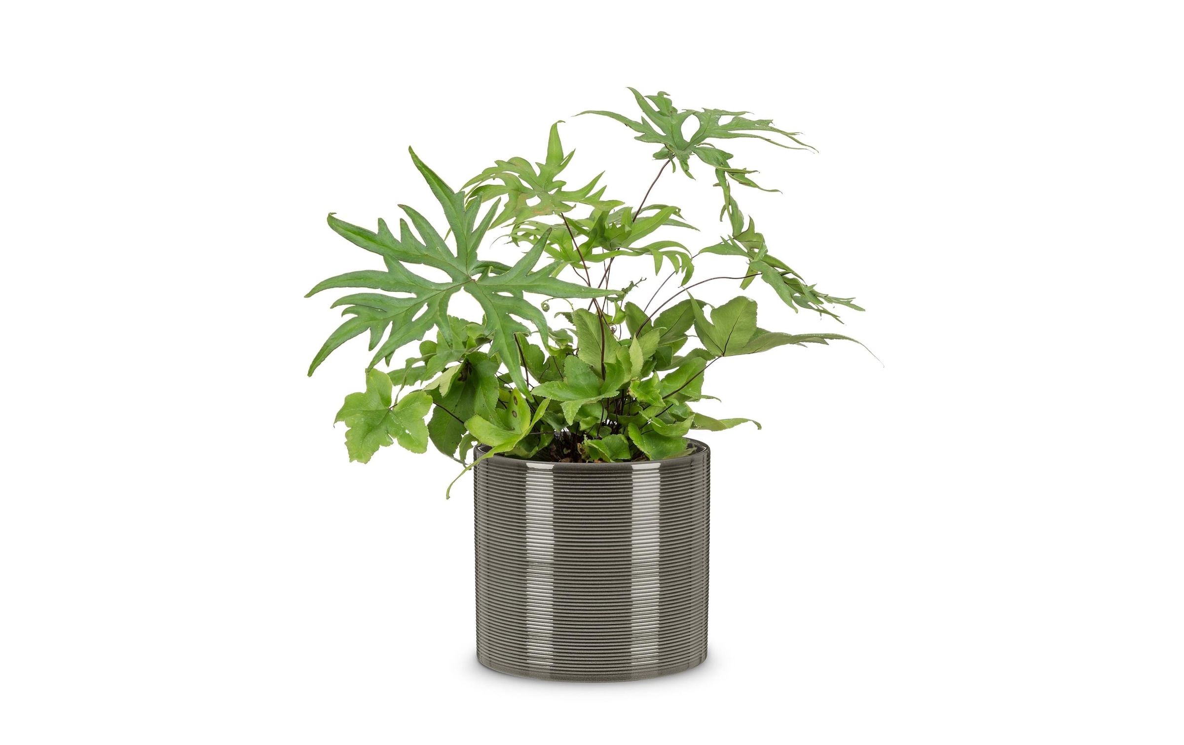 Scheurich Blumentopf »Blumentopf Glass Grau«