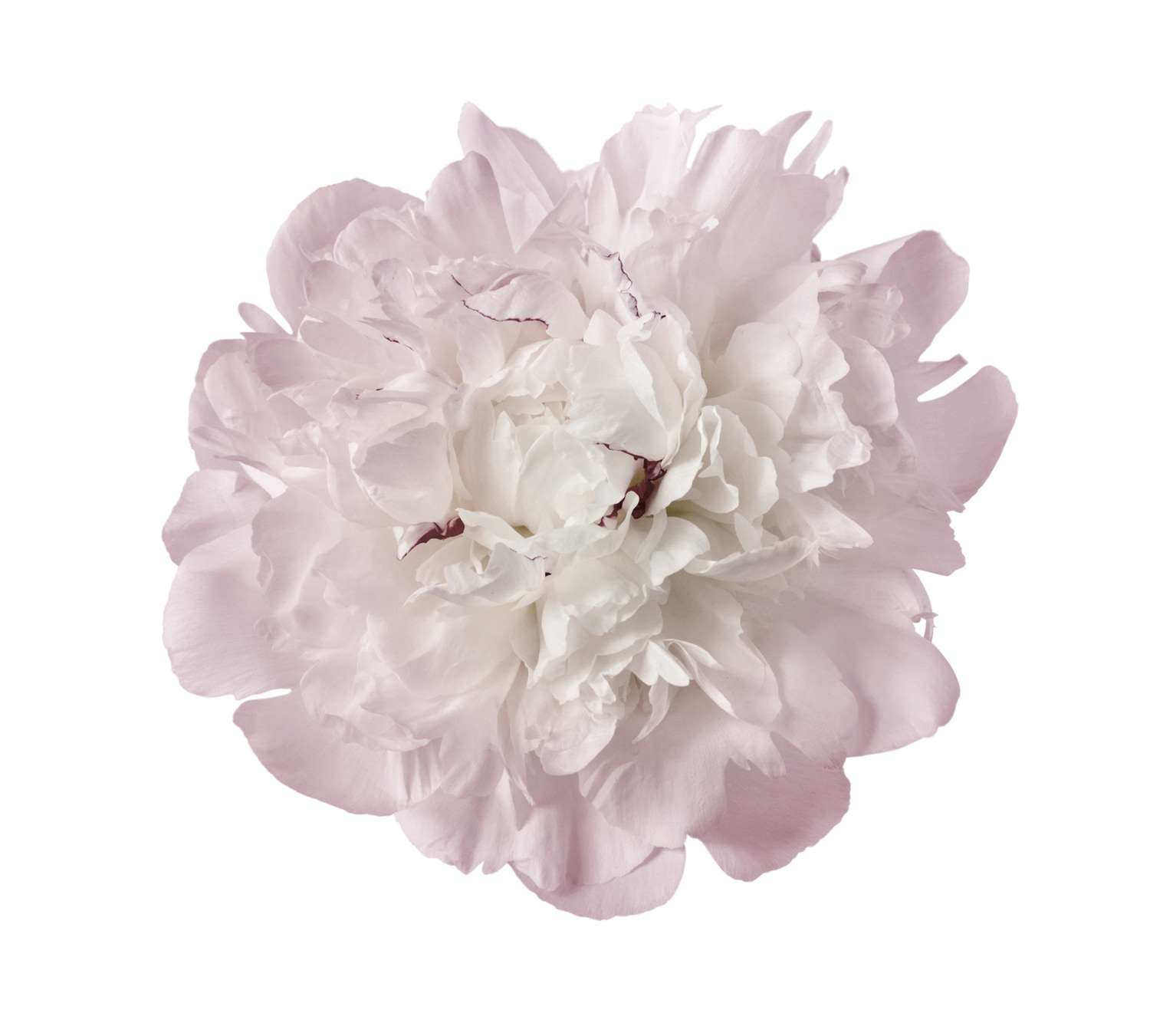 Image of queence Wandtattoo "Julia" Wandbild, Sticker, rosa, Blume, Blüte, selbstklebend