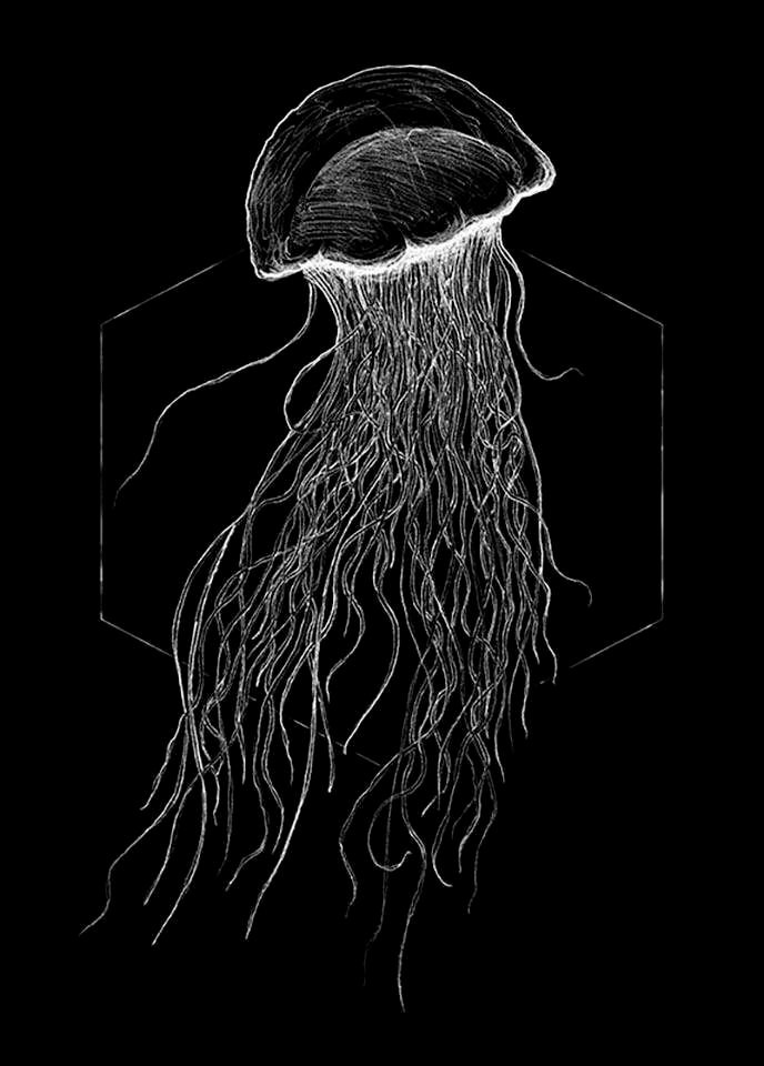 Image of Komar Poster »Jellyfish Black«, Tiere, Höhe: 70cm bei Ackermann Versand Schweiz