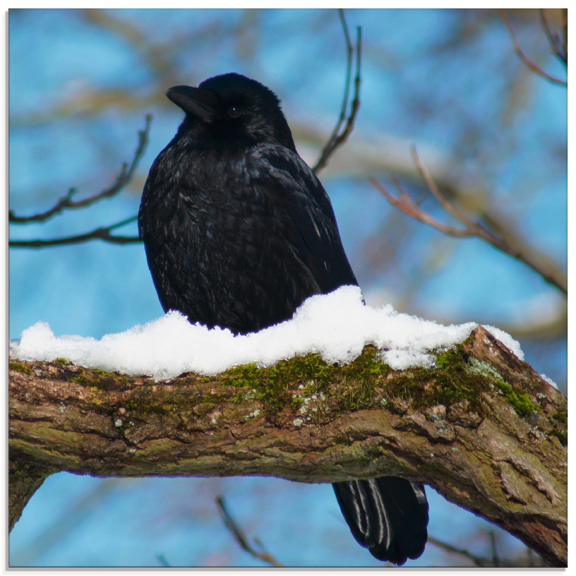 Artland Glasbild »Rabe im Winter«, Vögel, (1 St.), in verschiedenen Grössen
