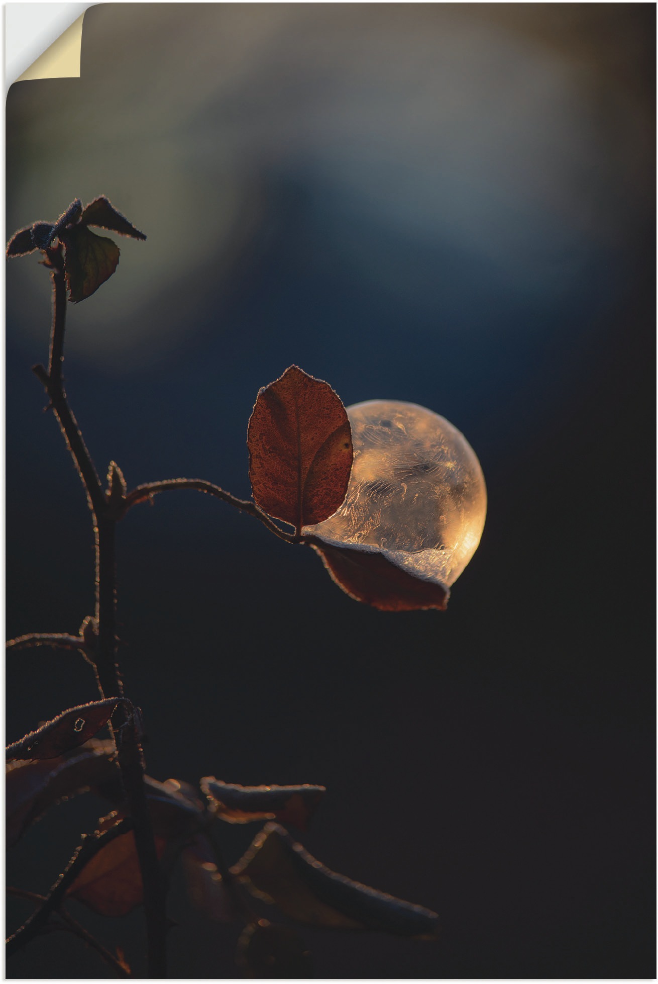 Image of Artland Wandbild »Seifenblasen auf Rosenblatt«, Blätterbilder, (1 St.), in vielen Grössen & Produktarten - Alubild / Outdoorbild für den Aussenbereich, Leinwandbild, Poster, Wandaufkleber / Wandtattoo auch für Badezimmer geeignet bei Ackermann Versand Sch