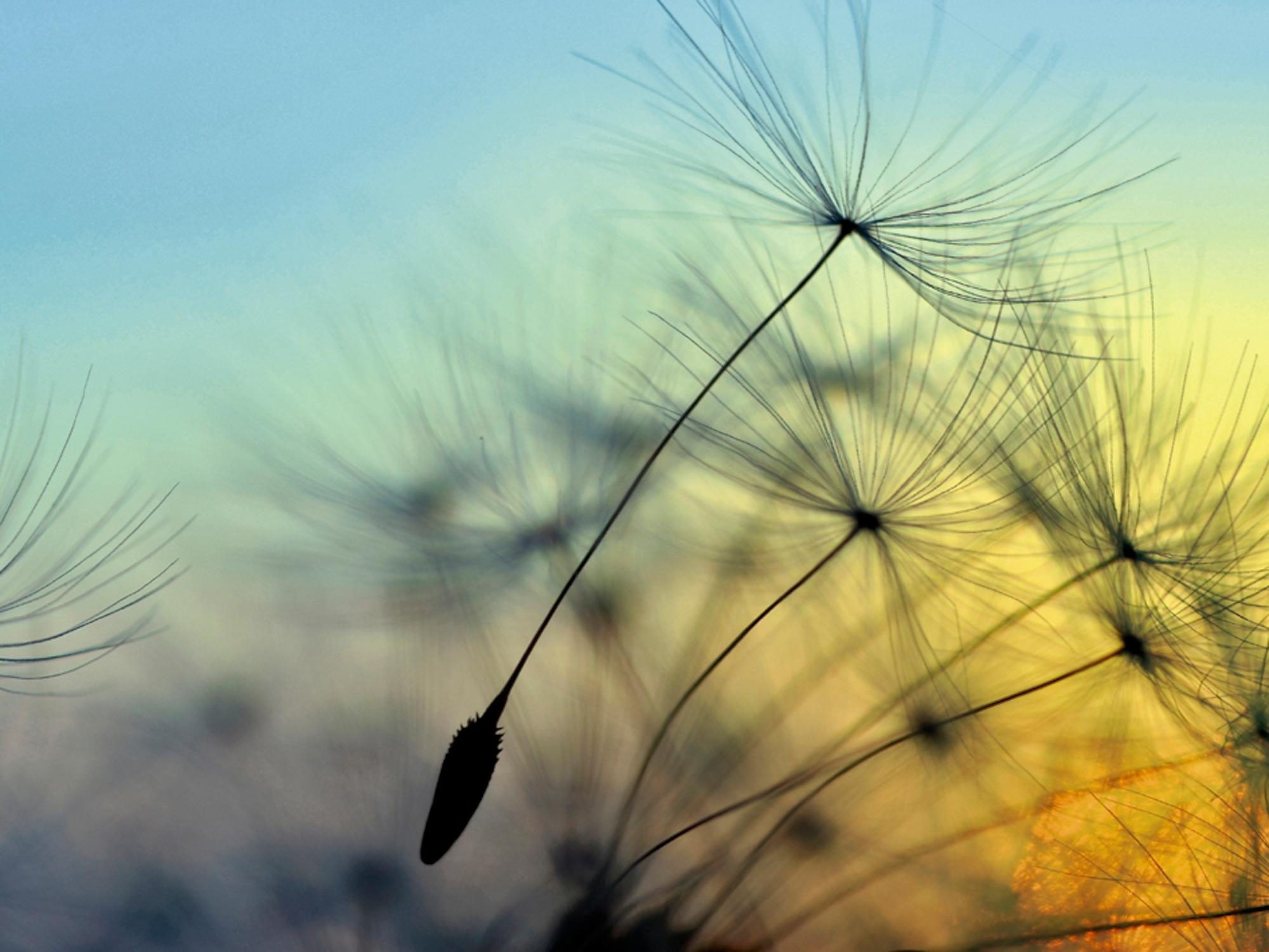 Image of Home affaire Glasbild »supertramp8: Sonnenuntergang und Pusteblumen«, 80/60 cm bei Ackermann Versand Schweiz