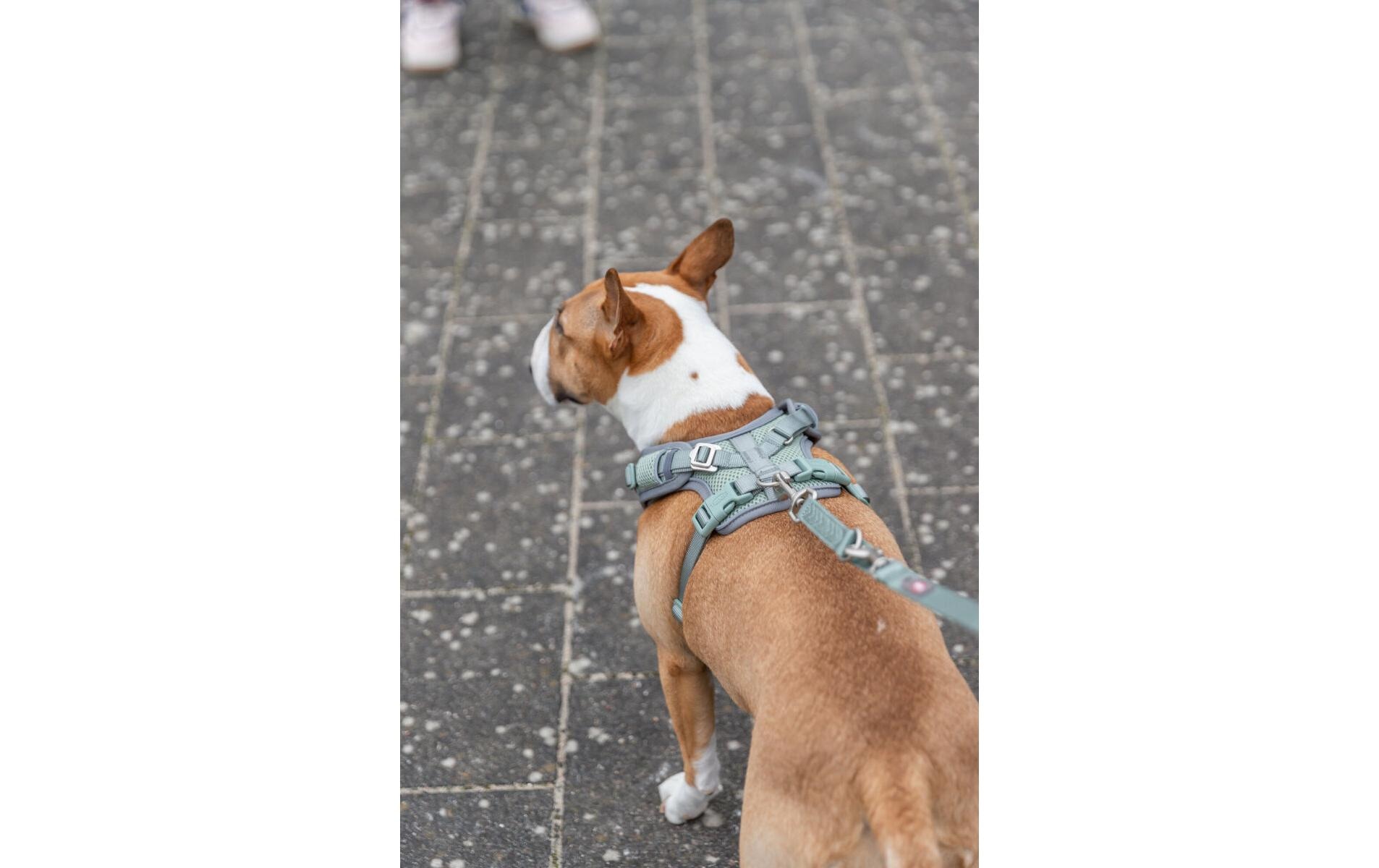 TRIXIE Harnais pour chien »Premium FlexMesh Geschir L« Geschirr mit spezellem Schnitt für kurze, kompakte Hunde