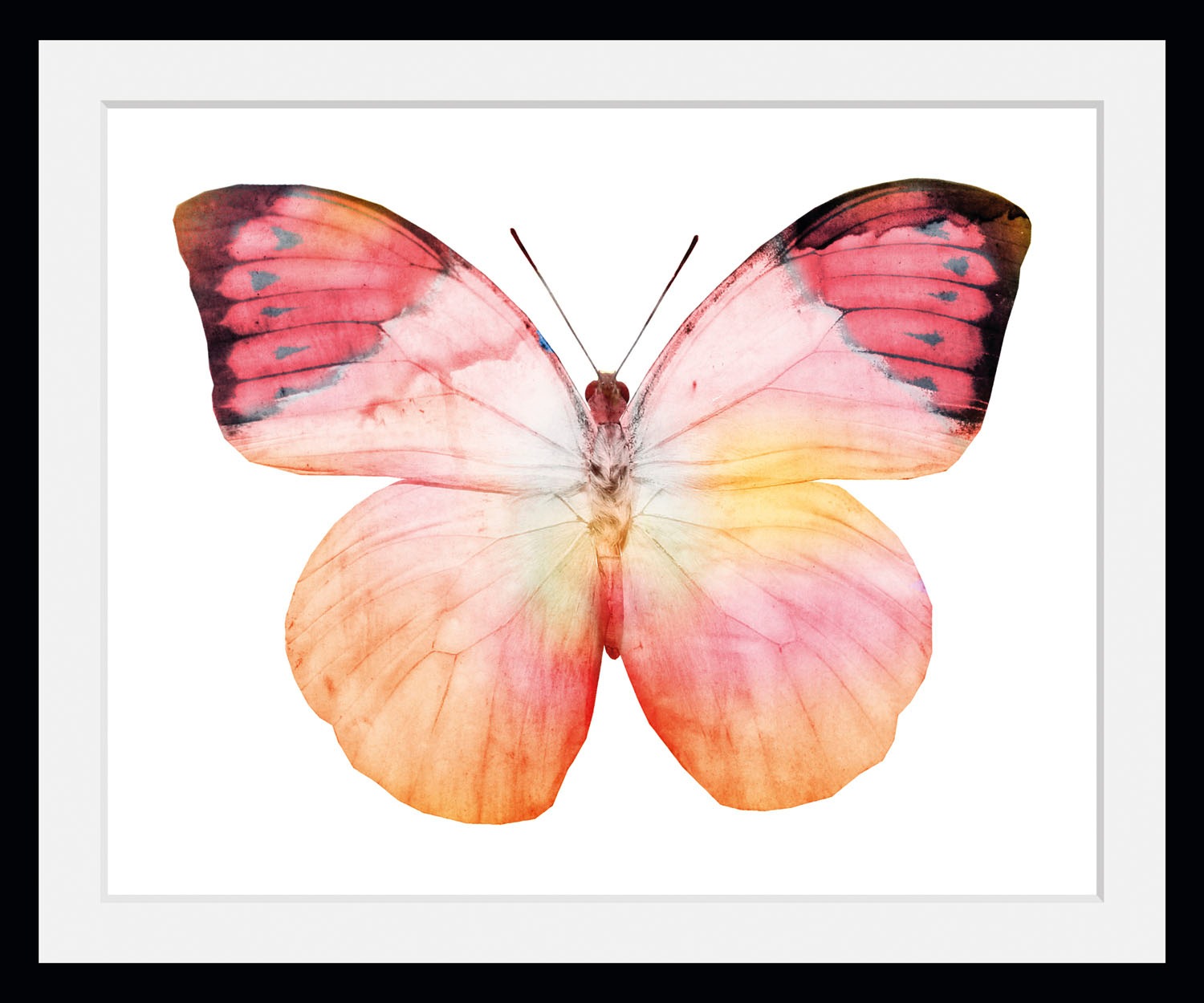 Image of queence Bild "Elli" Insekten Kunst Schmetterlinge 1 Stk. tlg. HD Premium Poster-Druck inkl. Holzrahmen