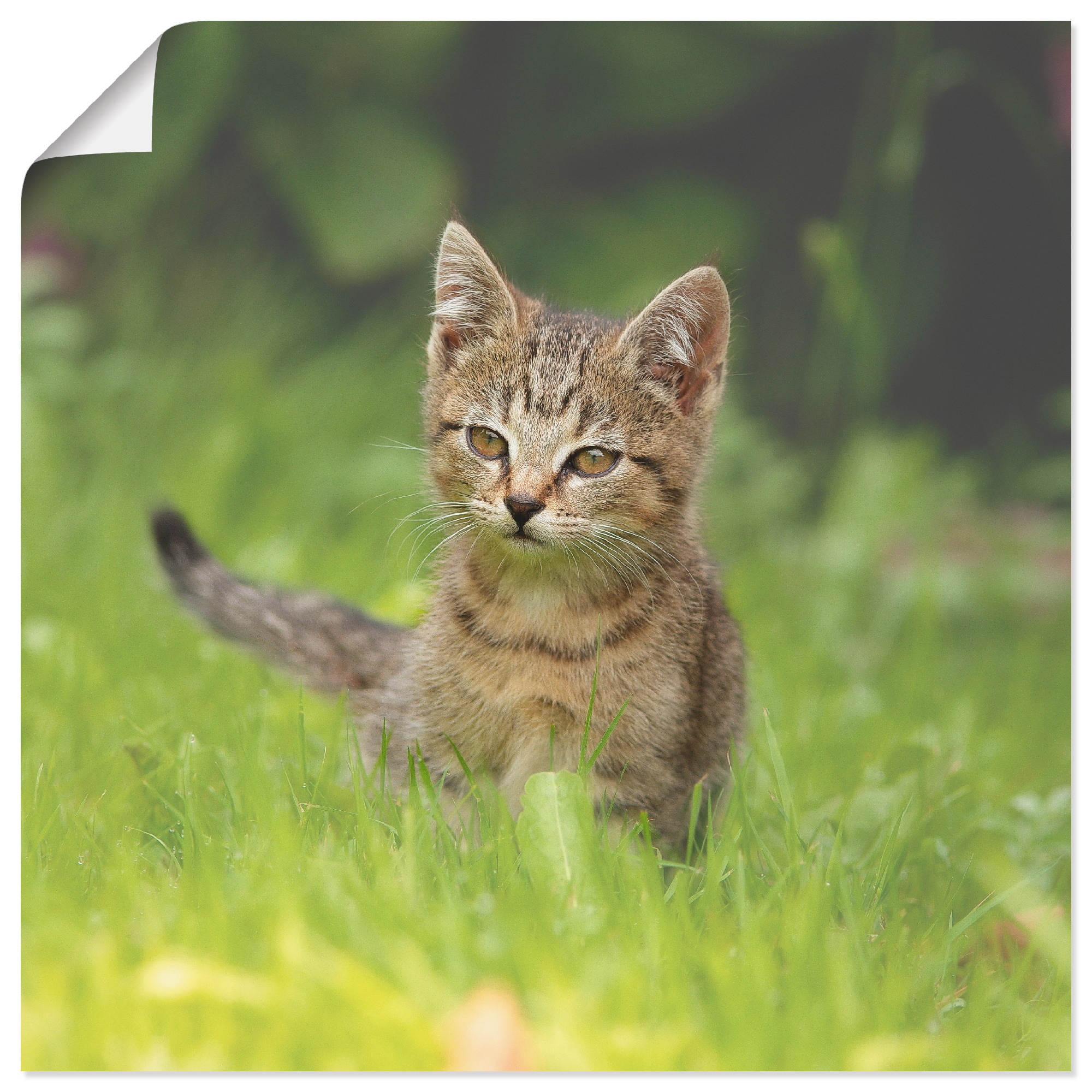 Image of Artland Wandbild »Kleiner Tiger im Gras«, Haustiere, (1 St.), in vielen Grössen & Produktarten -Leinwandbild, Poster, Wandaufkleber / Wandtattoo auch für Badezimmer geeignet bei Ackermann Versand Schweiz