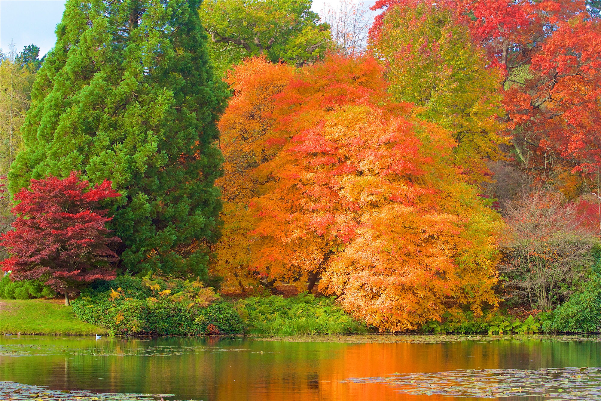 Image of Papermoon Fototapete "HERBST-WALD-BAUM FLUSS BLUMEN NATUR PFLANZE SONNE WIESE"