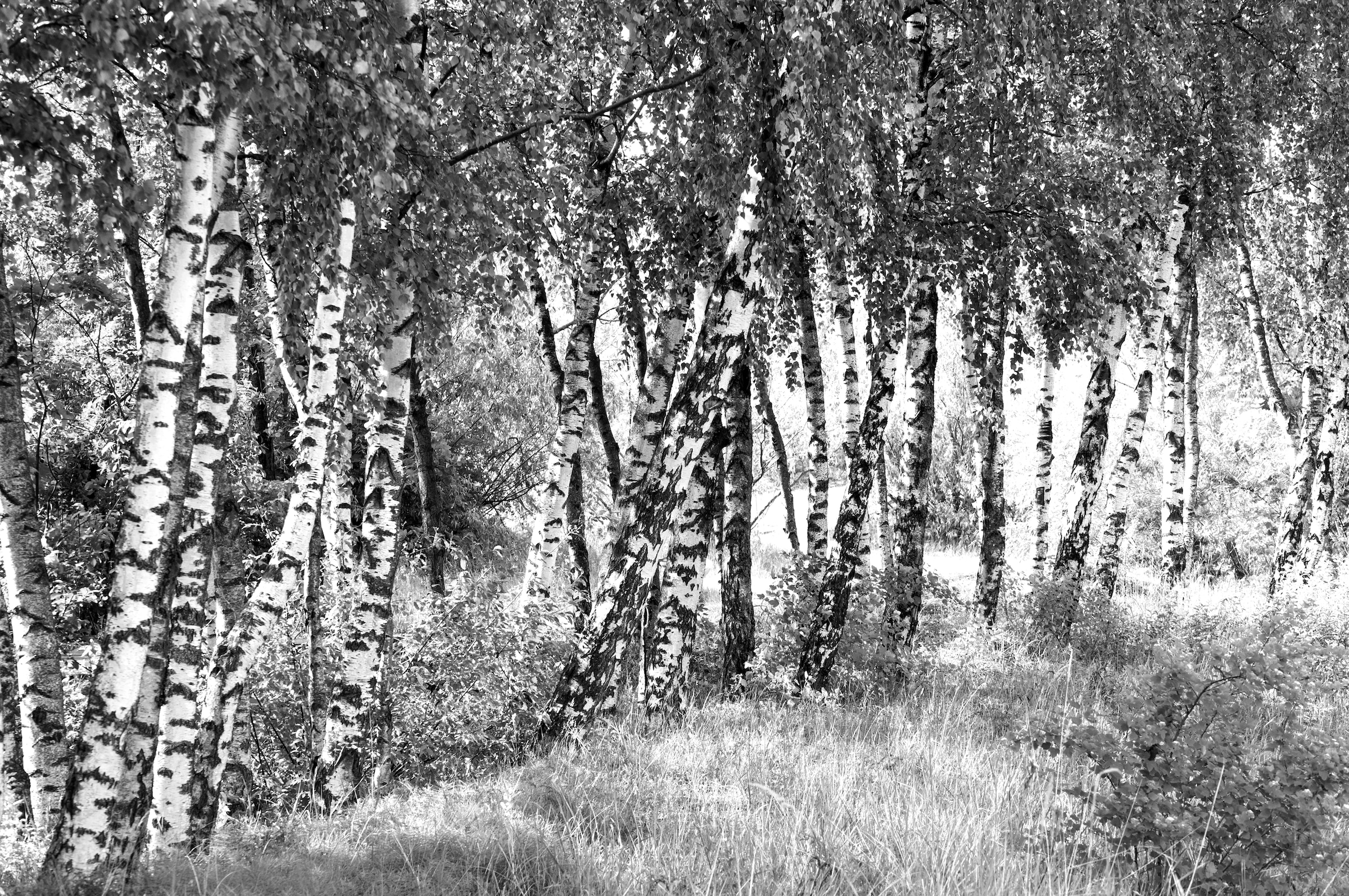 Image of Papermoon Fototapete "Birkenwald Schwarz & Weiss"