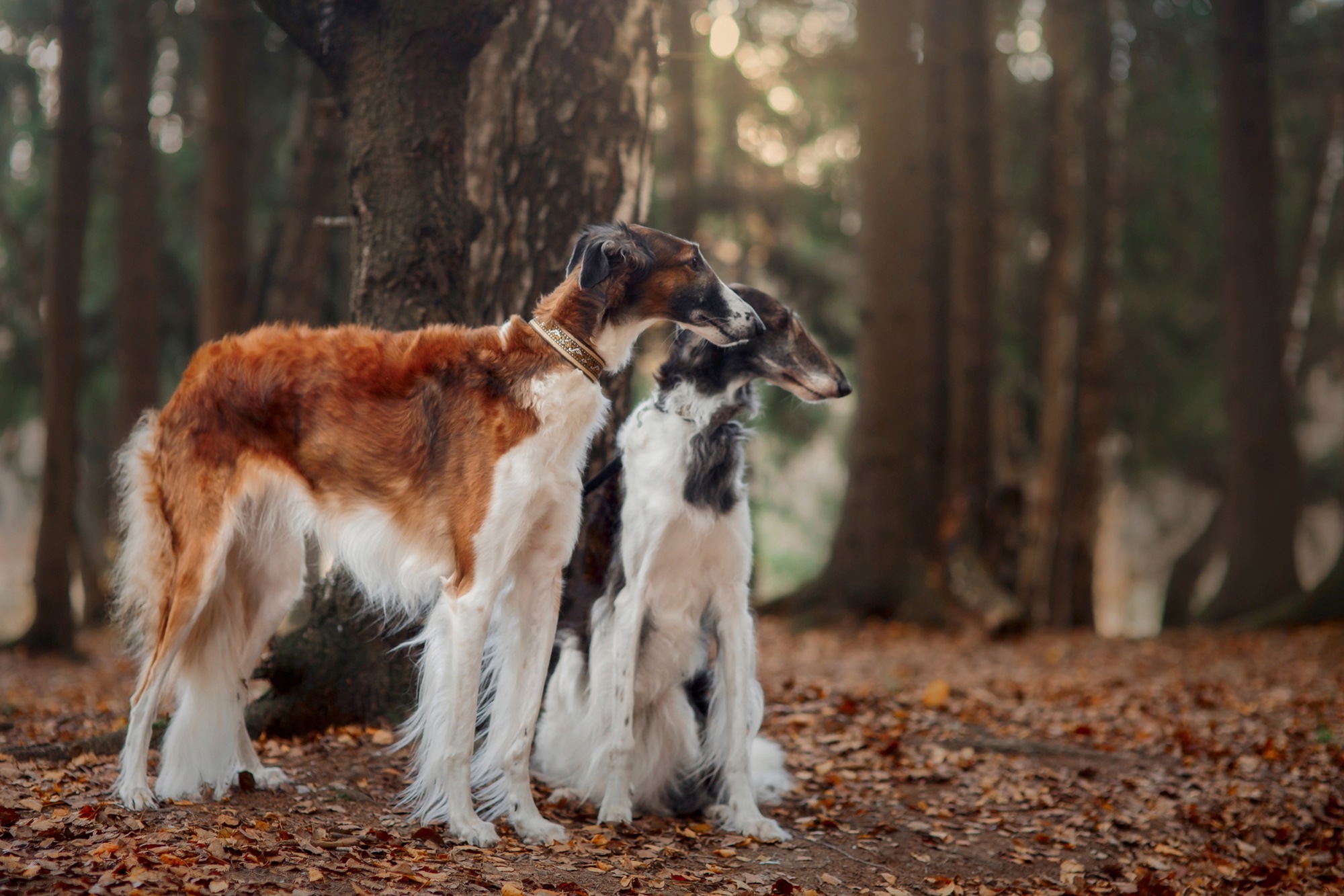 Image of Papermoon Fototapete "BARSOI-HUND Tier-Portrait, langhaariger Welpe"