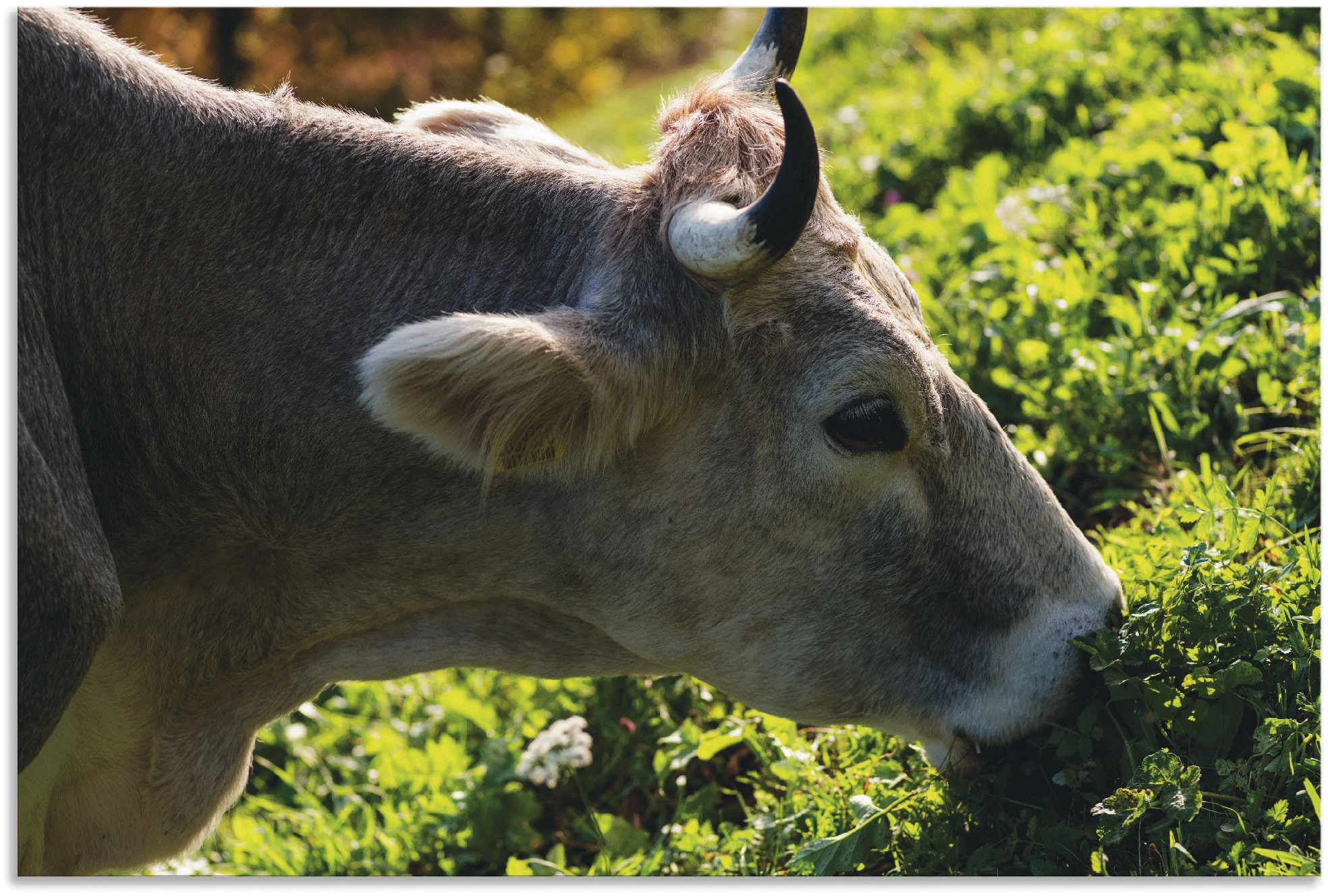Image of Artland Wandbild »Eine glückliche Südtiroler Kuh«, Kuhbilder, (1 St.), in vielen Grössen & Produktarten - Alubild / Outdoorbild für den Aussenbereich, Leinwandbild, Poster, Wandaufkleber / Wandtattoo auch für Badezimmer geeignet bei Ackermann Versand Schw