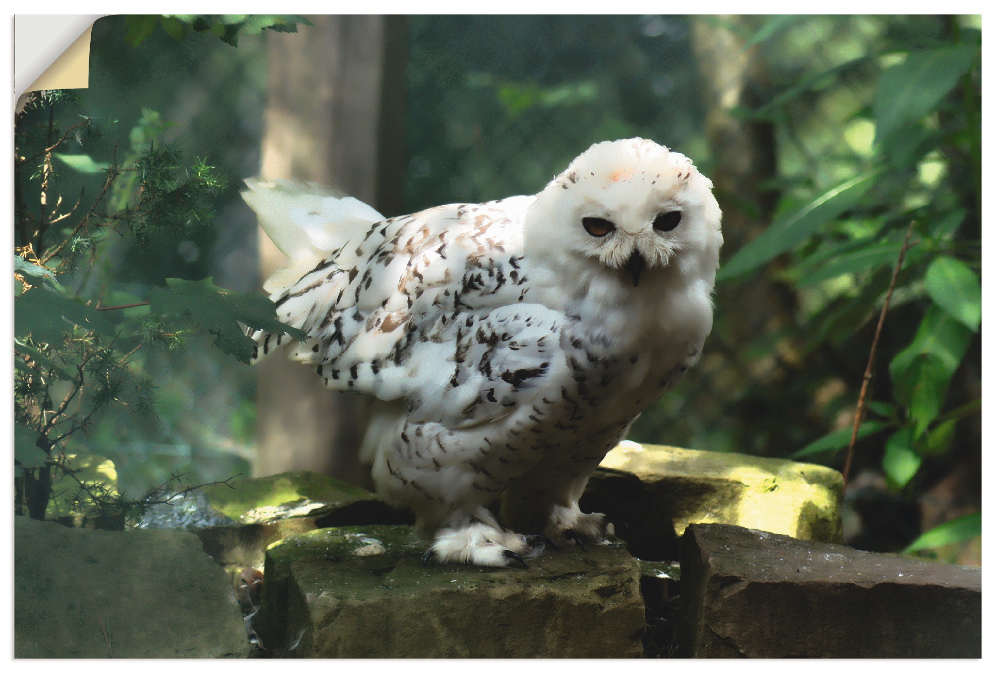 Image of Artland Wandbild »Schneeeule«, Vögel, (1 St.), in vielen Grössen & Produktarten - Alubild / Outdoorbild für den Aussenbereich, Leinwandbild, Poster, Wandaufkleber / Wandtattoo auch für Badezimmer geeignet bei Ackermann Versand Schweiz