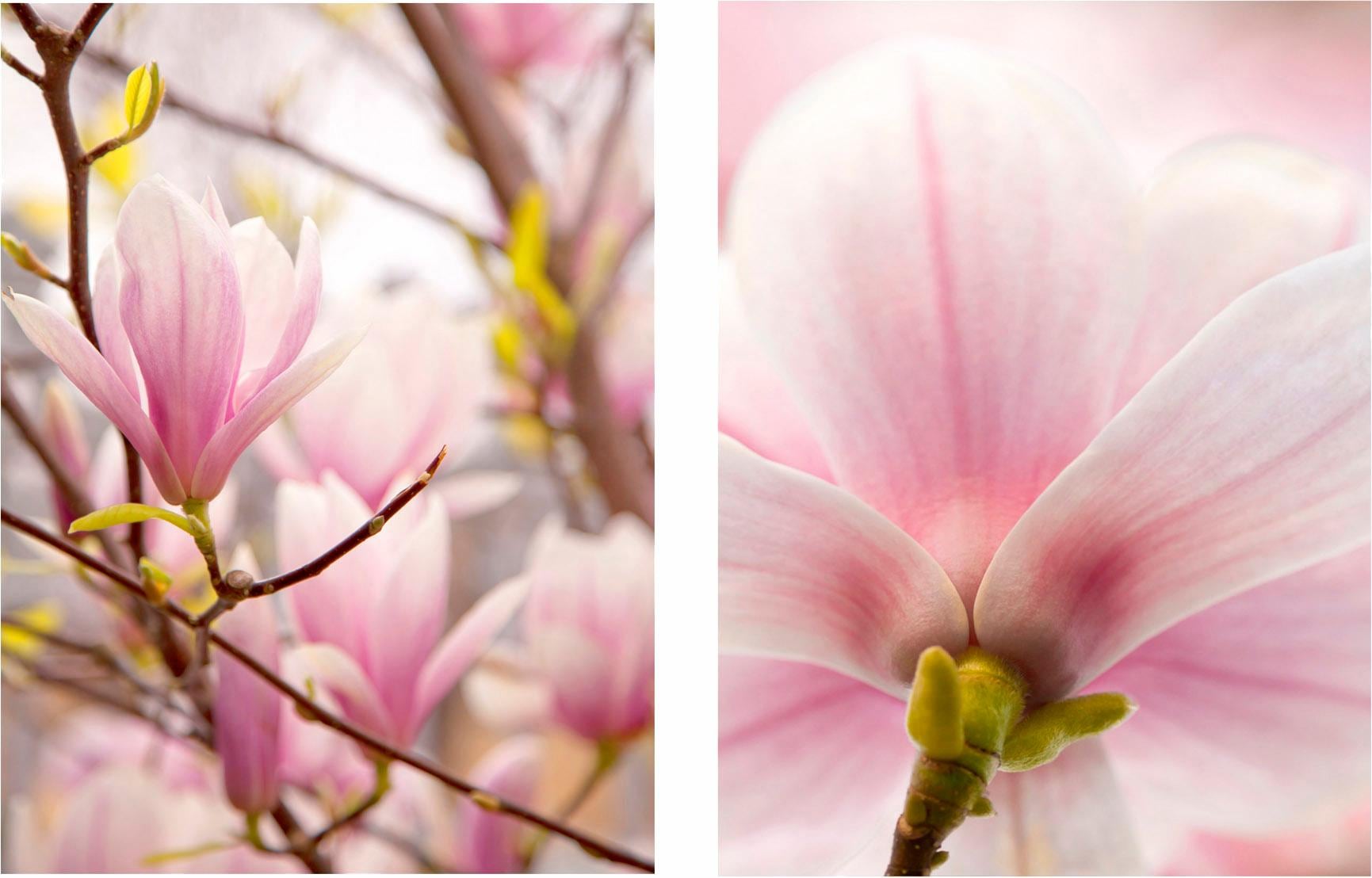 Image of Creativ home Bild "Magnolien" Set, 2 Stk. tlg. 2er Set