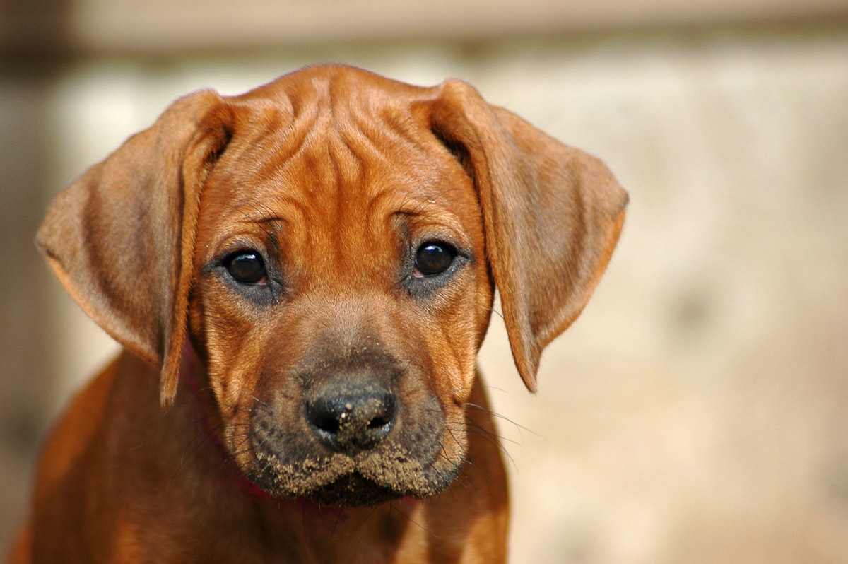 Image of Papermoon Fototapete »Rhodesian Ridgeback Welpe«, samtig, Vliestapete, hochwertiger Digitaldruck bei Ackermann Versand Schweiz