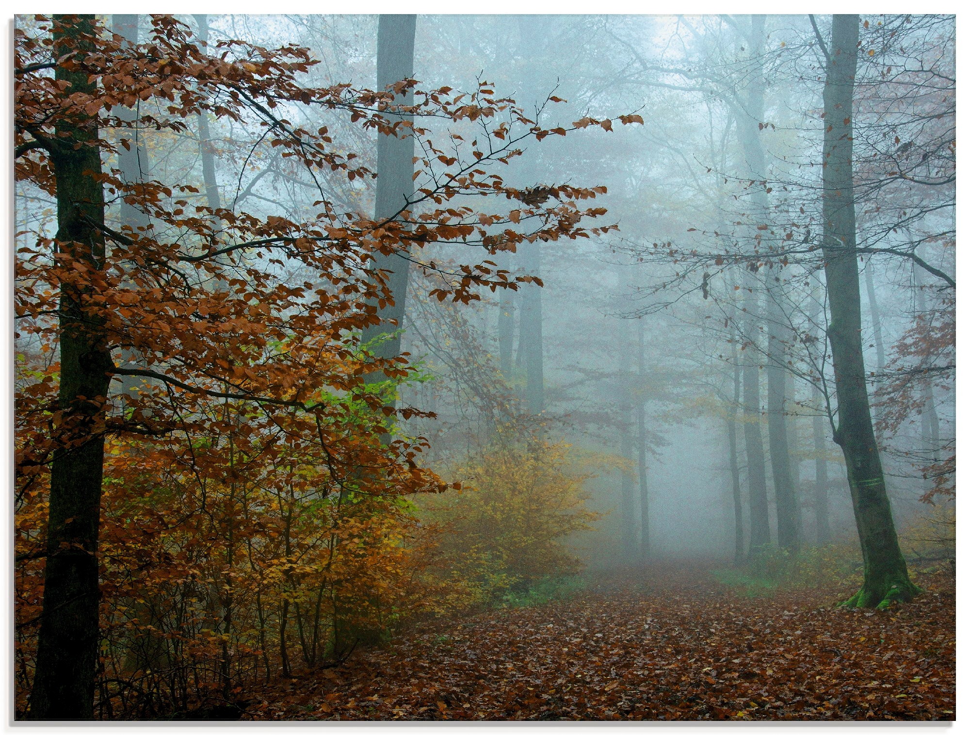 Image of Artland Glasbild »Nebel im Herbstwald«, Wald, (1 St.) bei Ackermann Versand Schweiz