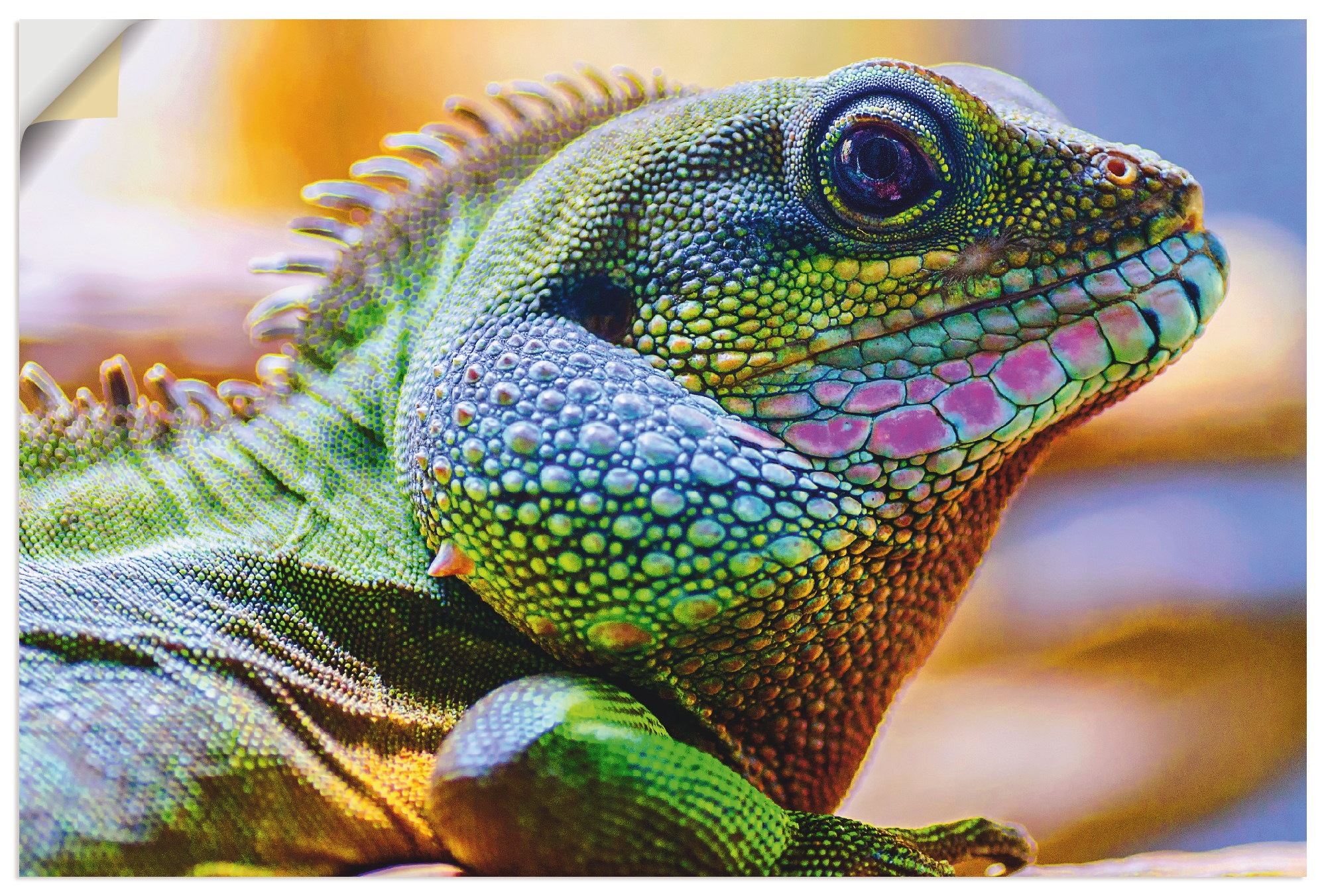 Image of Artland Wandbild »Farbiger Kopf eines Leguan«, Reptilien, (1 St.), in vielen Grössen & Produktarten - Alubild / Outdoorbild für den Aussenbereich, Leinwandbild, Poster, Wandaufkleber / Wandtattoo auch für Badezimmer geeignet bei Ackermann Versand Schweiz