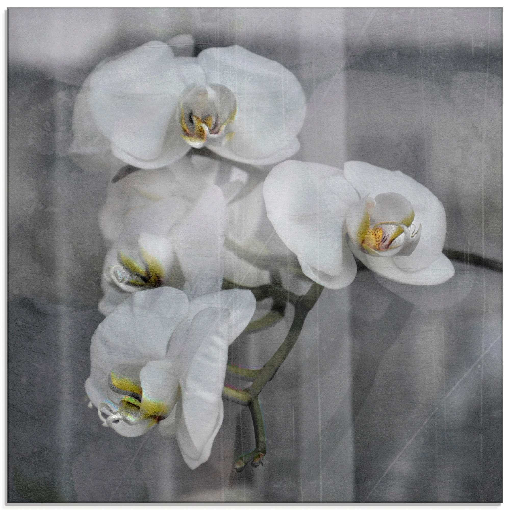 Image of Artland Glasbild "Weisse Orchideen - white Orchid" Blumen 1 Stk. tlg. in verschiedenen Grössen