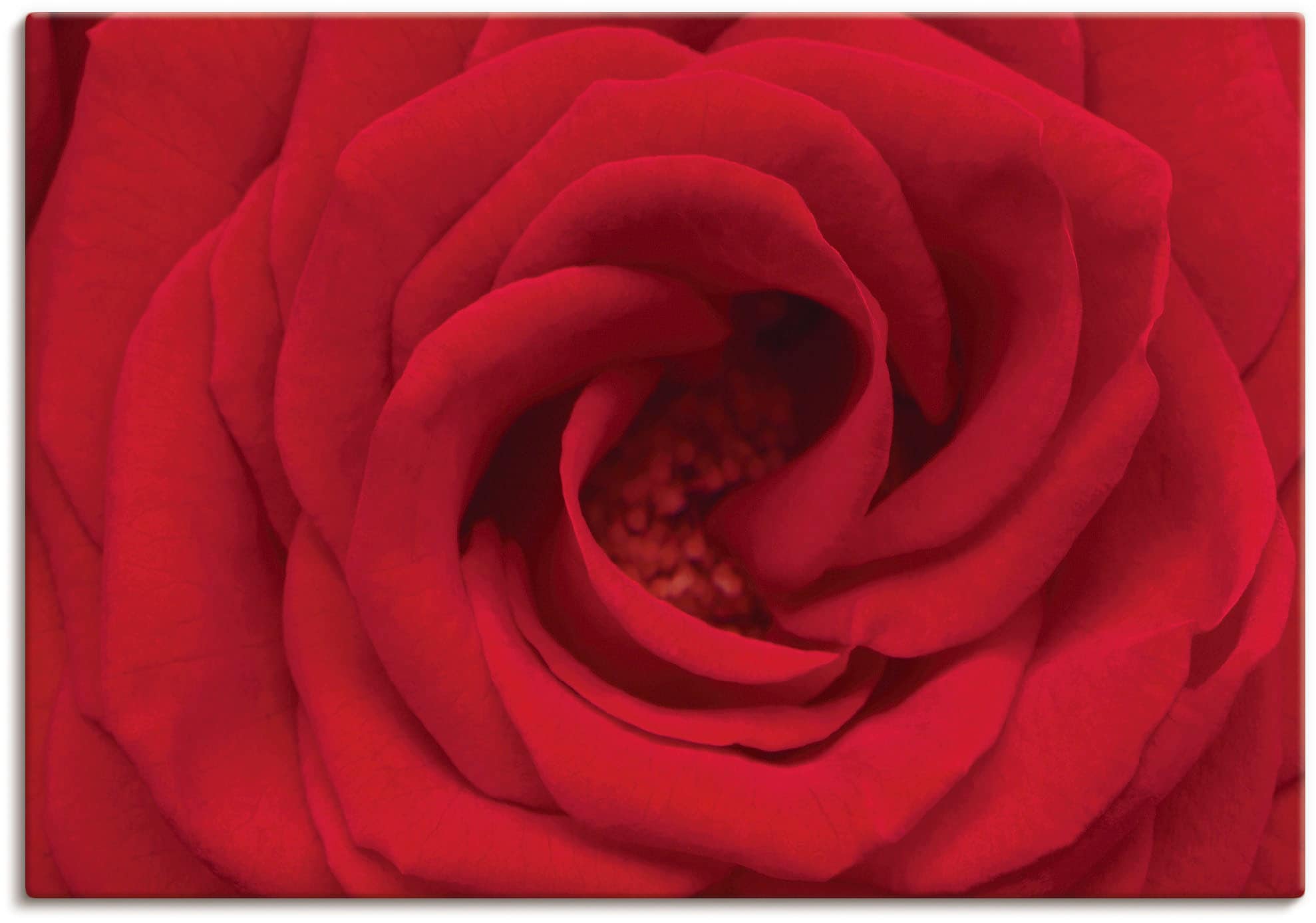 Image of Artland Leinwandbild "Rote Rose" Blumen 1 Stk. tlg. auf Holzrahmen gespannt