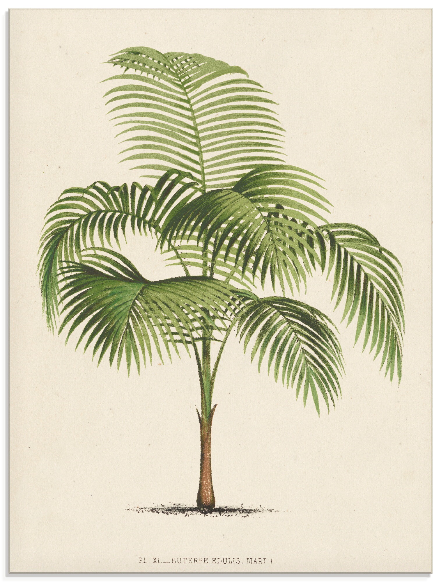 Image of Artland Glasbild »Palme I«, Pflanzen, (1 St.) bei Ackermann Versand Schweiz