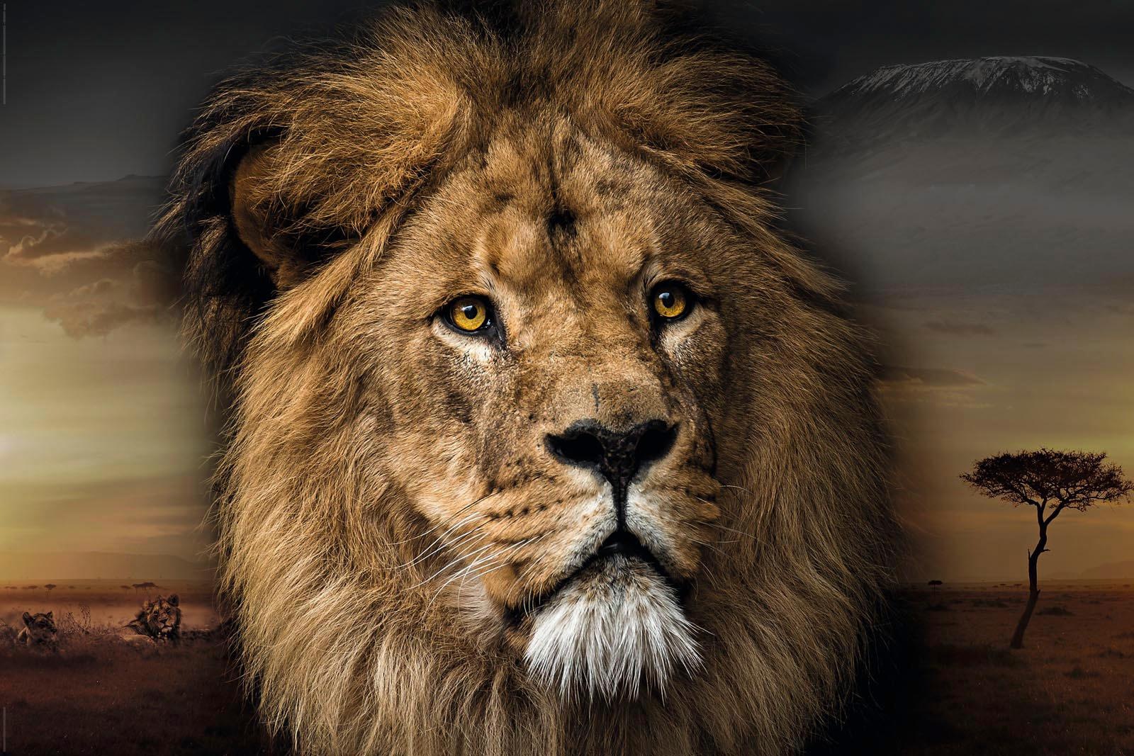 Image of Reinders! Deco-Panel »Löwenkopf« bei Ackermann Versand Schweiz