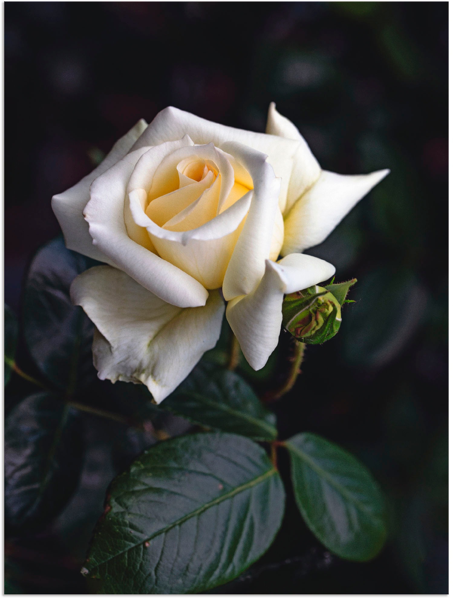 Image of Artland Wandbild »Weiss-gelbe Rose«, Blumen, (1 St.), in vielen Grössen & Produktarten - Alubild / Outdoorbild für den Aussenbereich, Leinwandbild, Poster, Wandaufkleber / Wandtattoo auch für Badezimmer geeignet bei Ackermann Versand Schweiz