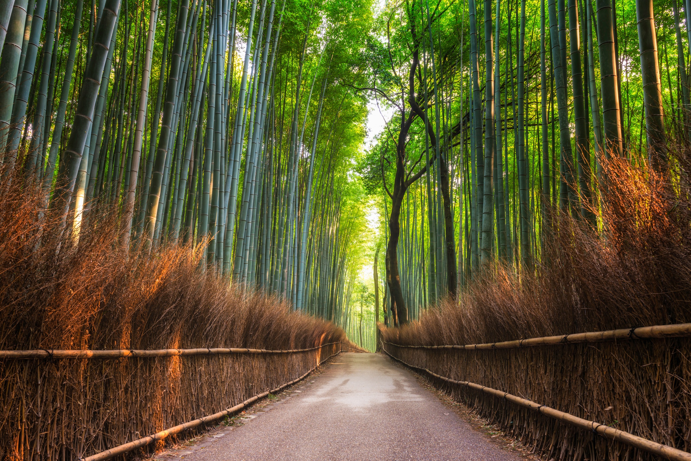 Image of Papermoon Fototapete »Bamboo Grove of Kyoto«, matt, BlueBack, 7 Bahnen, 350 x 260 cm bei Ackermann Versand Schweiz