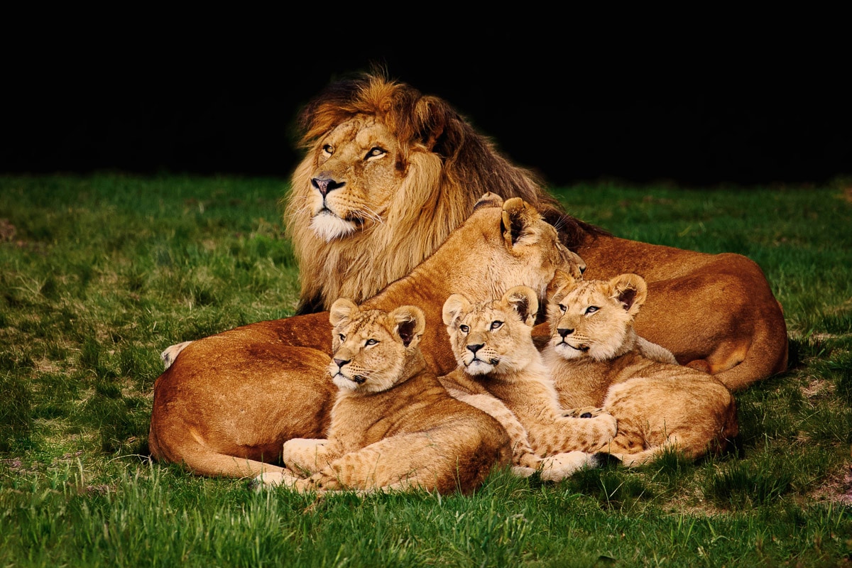 Papermoon Fototapete »Löwenfamilie«