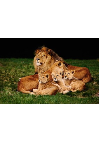 Fototapete »Löwenfamilie«