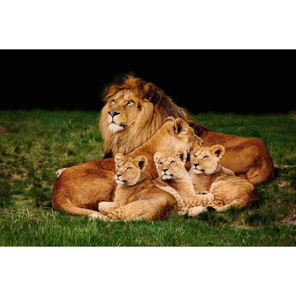 Papermoon Fototapete »Löwenfamilie«