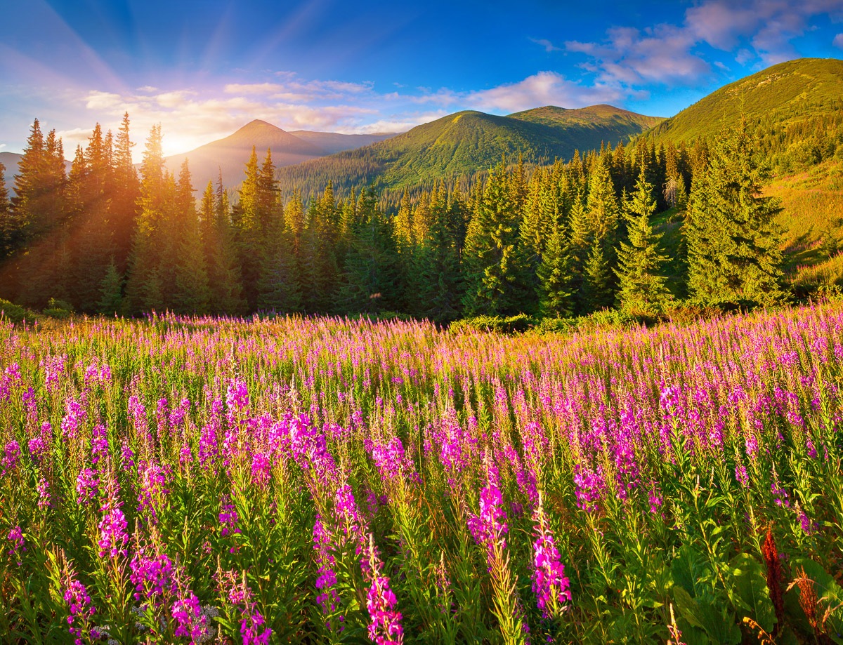 Image of Papermoon Fototapete »Herbstlandschaft«, Vliestapete, hochwertiger Digitaldruck bei Ackermann Versand Schweiz