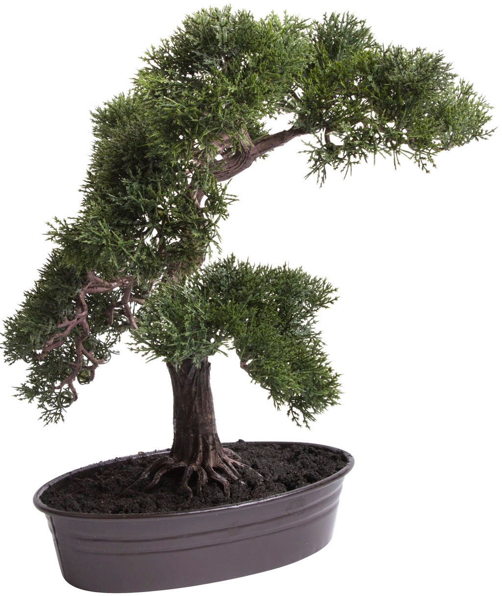 Botanic-Haus Kunstbonsai »Cedern Bonsai«