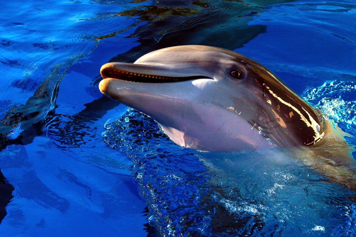 Image of Papermoon Fototapete "Delfin"