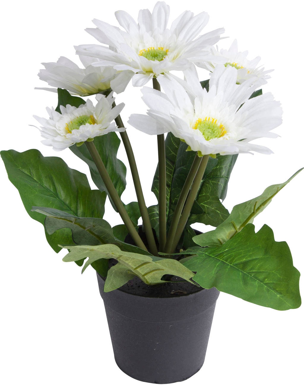 Botanic-Haus Kunstblume »Gerbera kaufen günstig mit 5 Blüten«