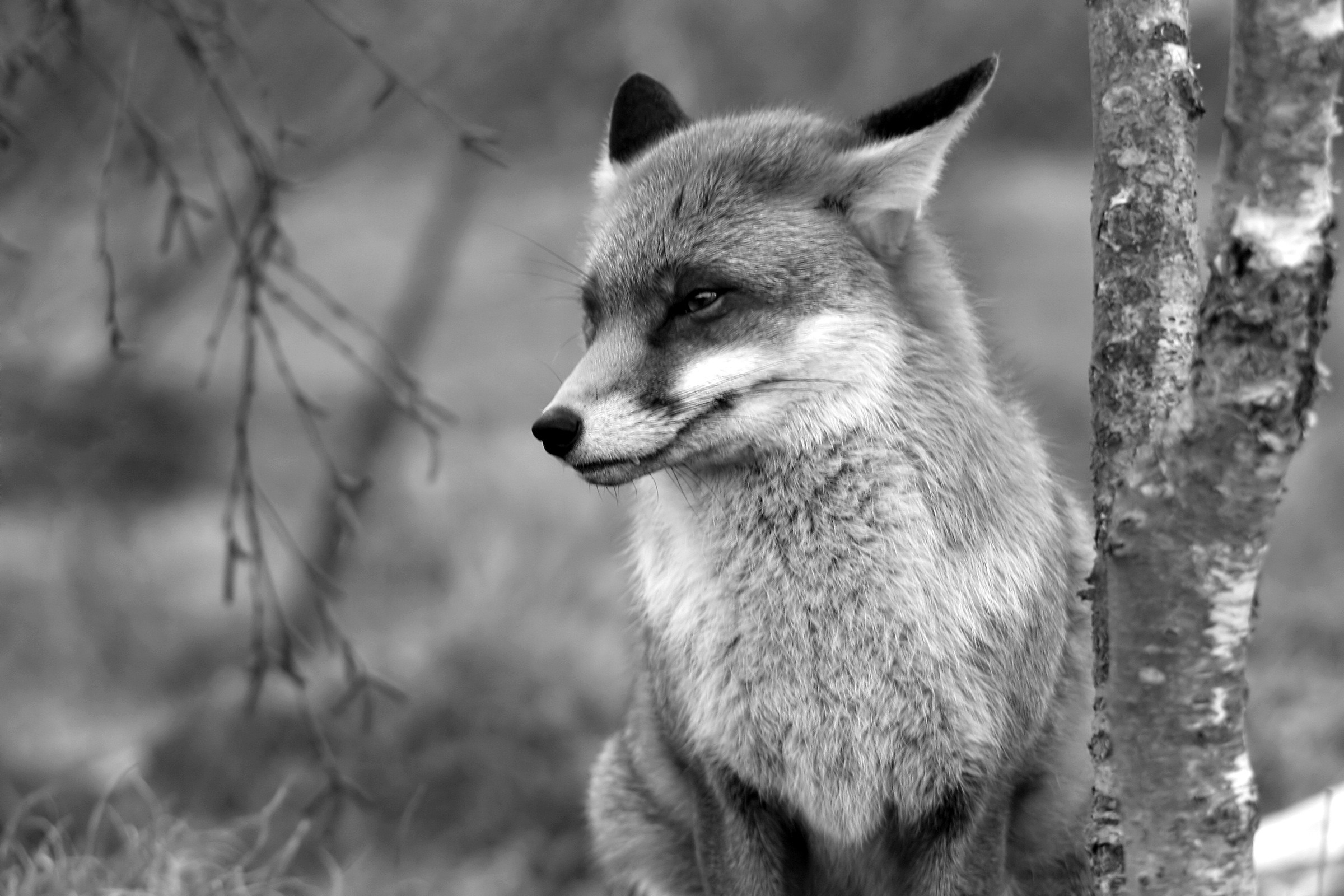 Image of Papermoon Fototapete »Fuchs Schwarz & Weiss«, Vliestapete, hochwertiger Digitaldruck, inklusive Kleister bei Ackermann Versand Schweiz