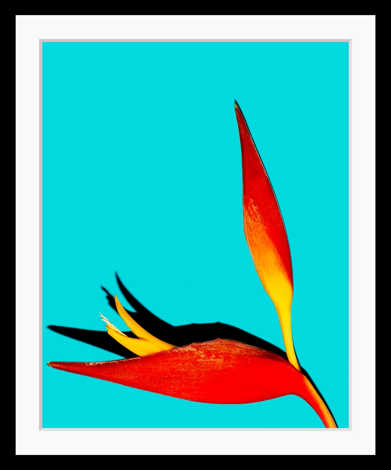 Image of queence Bild "Rebecca" Blumen Kunst Pflanzen Pflanzenbilder HD Premium Poster-Druck inkl. Holzrahmen