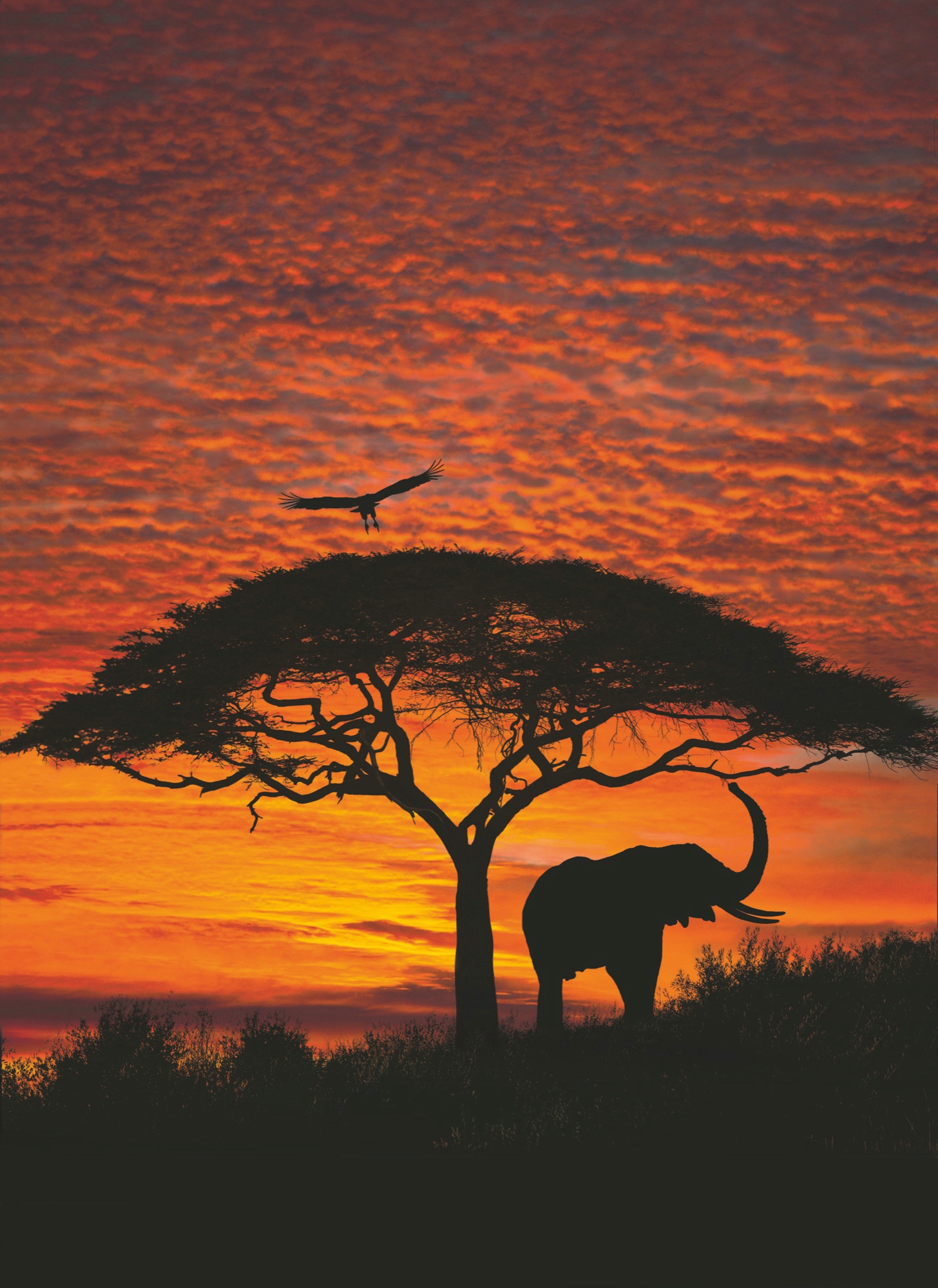 Image of Komar Fototapete »African Sunset«, bedruckt-Wald, ausgezeichnet lichtbeständig bei Ackermann Versand Schweiz