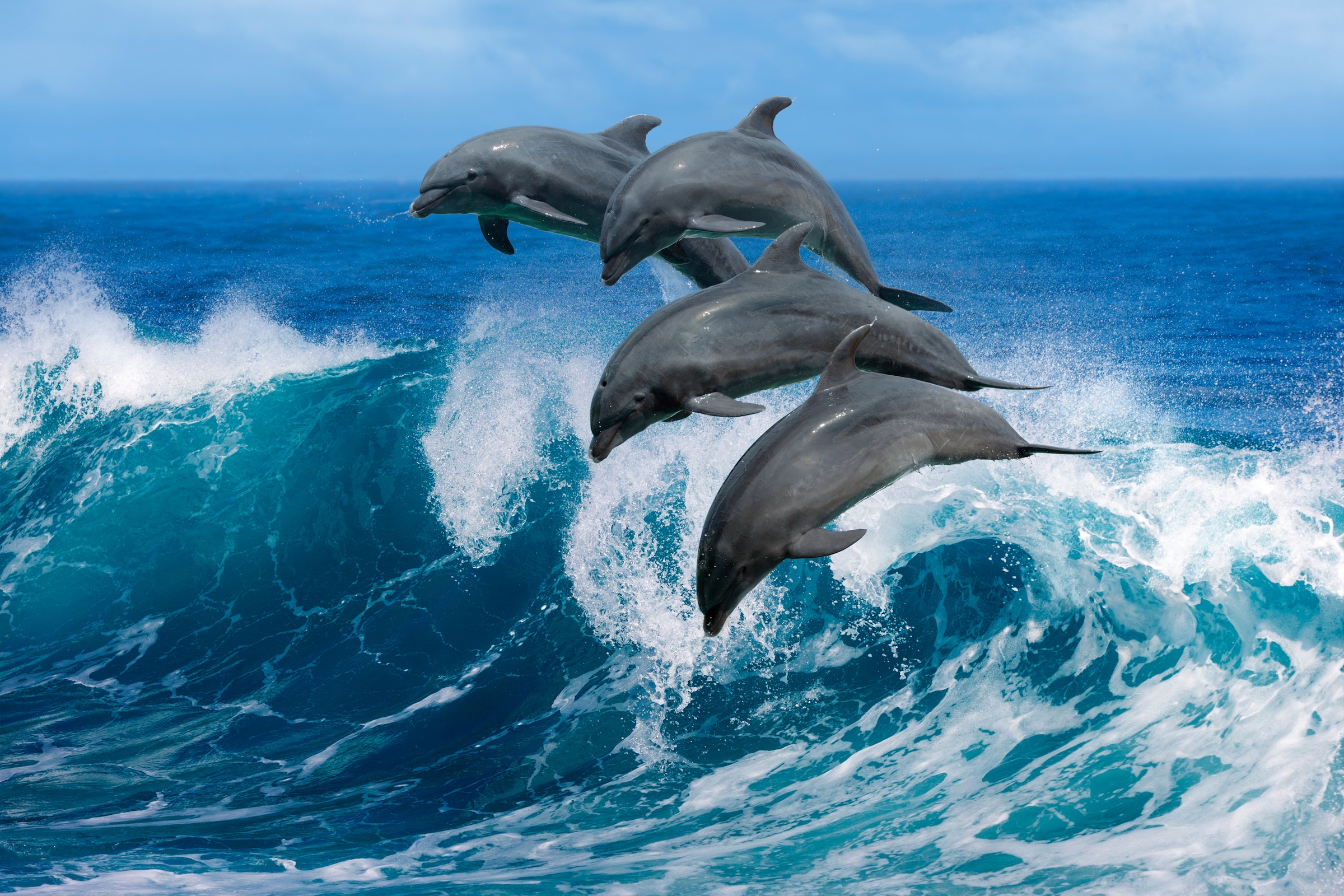 Papermoon Fototapete »Playful Dolphins«