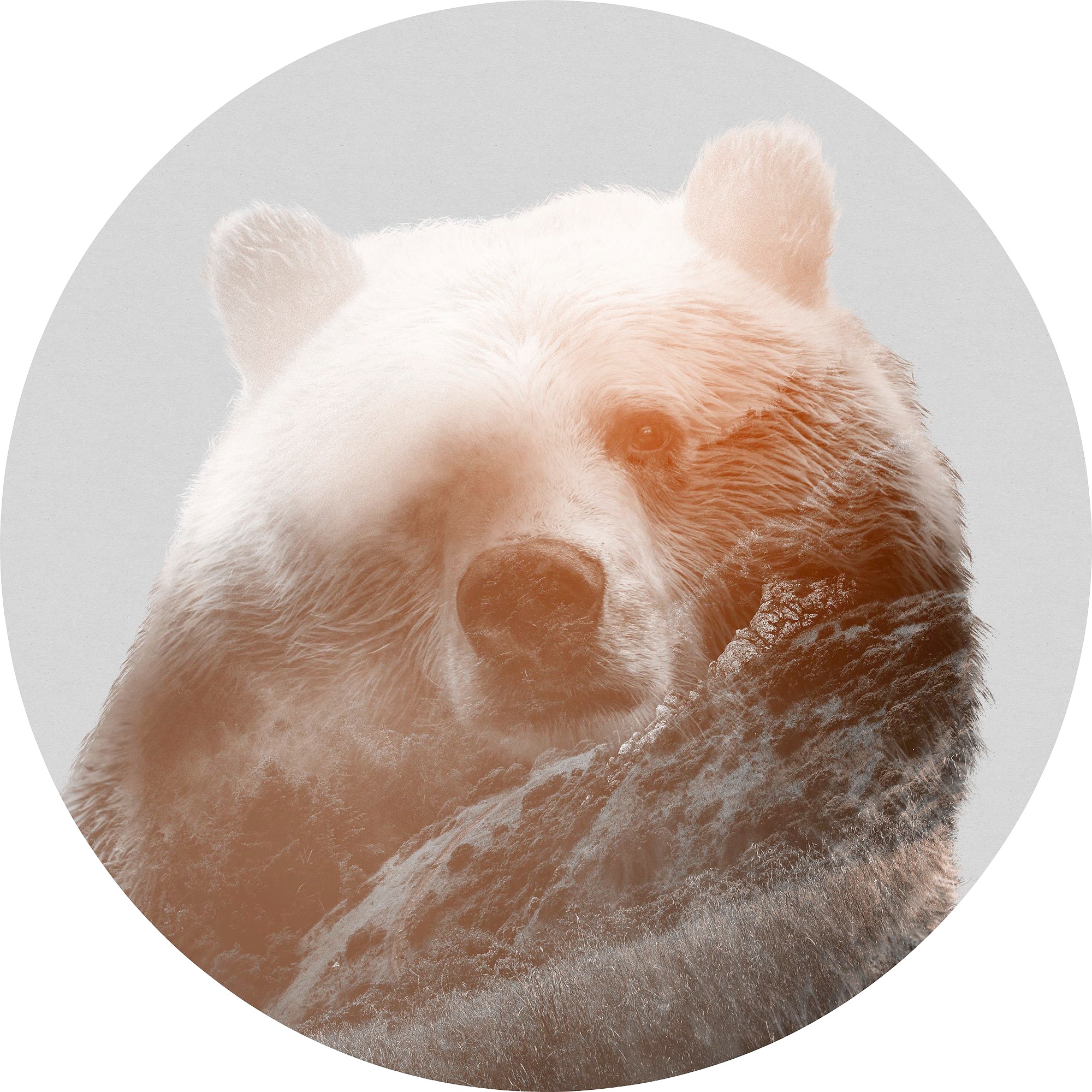 Image of Komar Vliestapete »Bearava« bei Ackermann Versand Schweiz