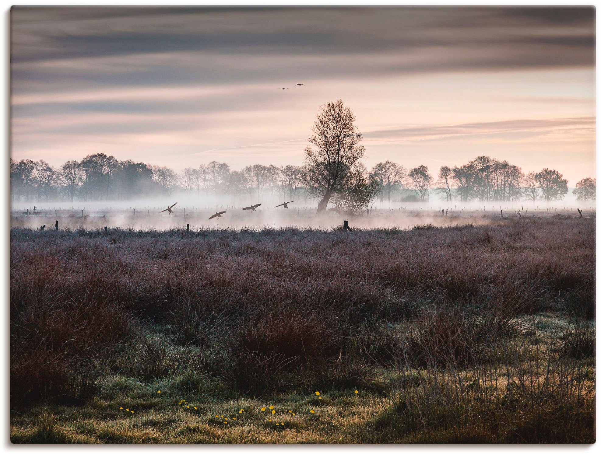 Image of Artland Wandbild »Notlandung«, Wiesen & Bäume, (1 St.), in vielen Grössen & Produktarten -Leinwandbild, Poster, Wandaufkleber / Wandtattoo auch für Badezimmer geeignet bei Ackermann Versand Schweiz