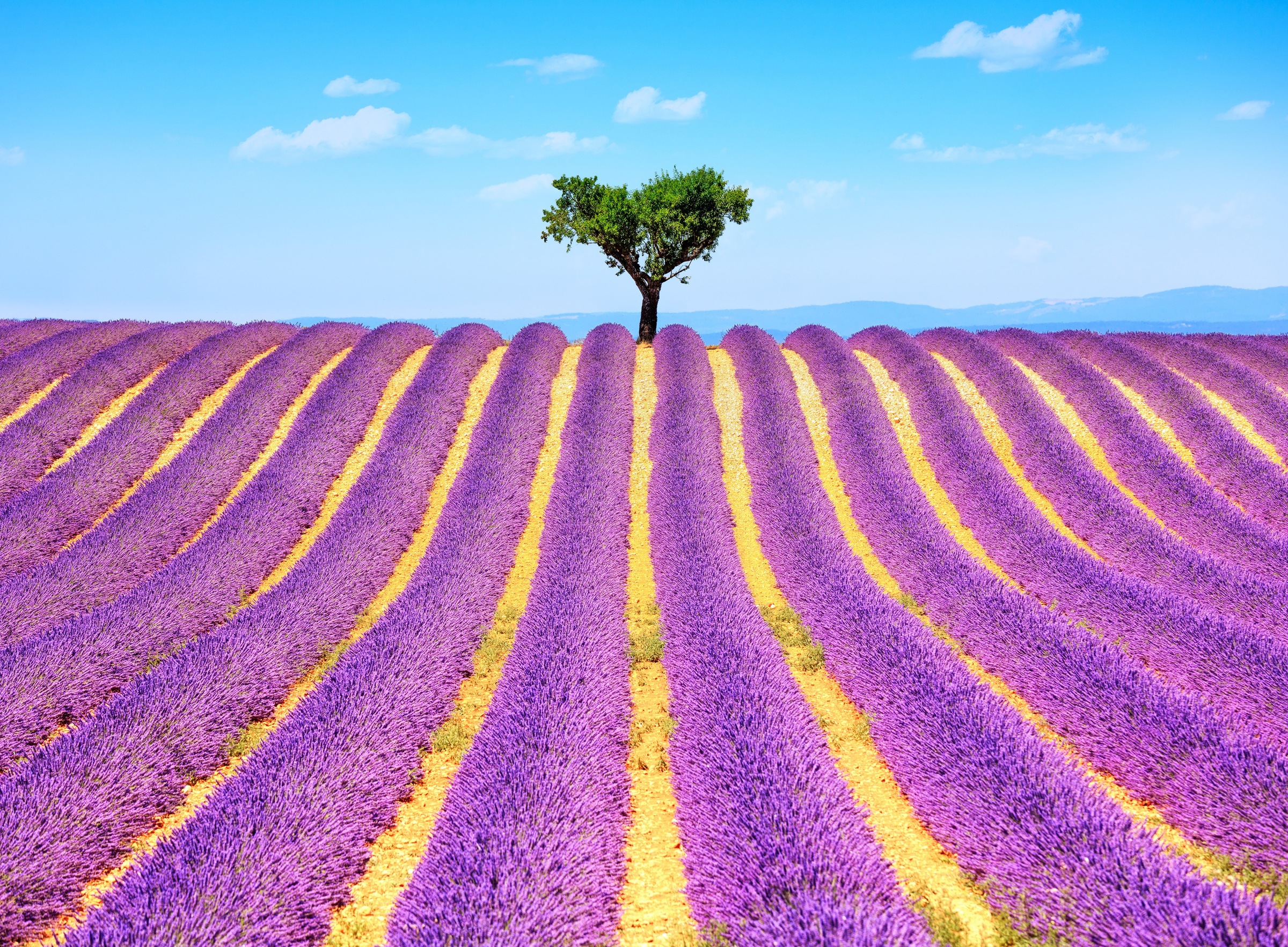 Image of Papermoon Fototapete "Lavender in Provence" glatt