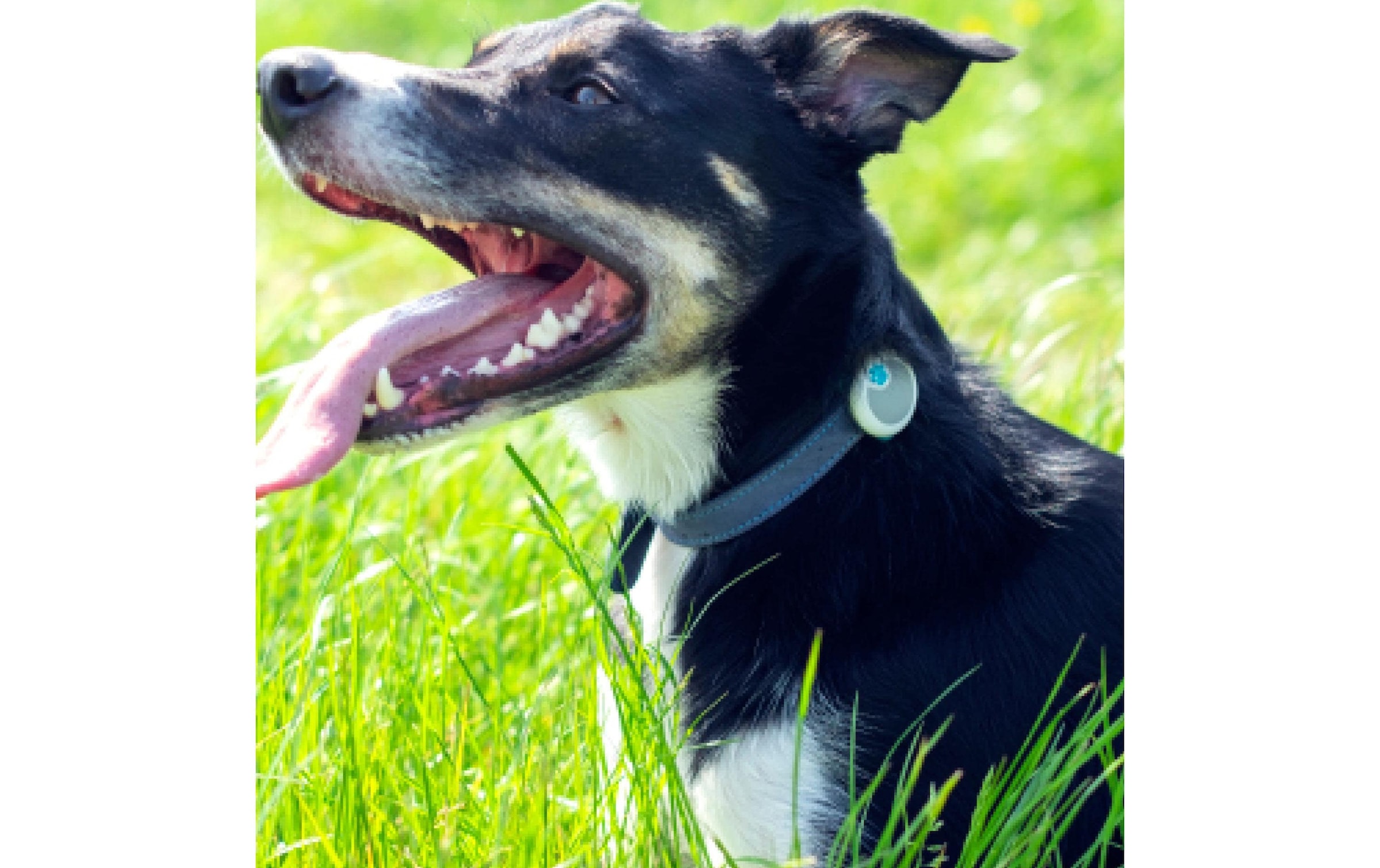 Sure Petcare  Activity Tracker »Animo«
