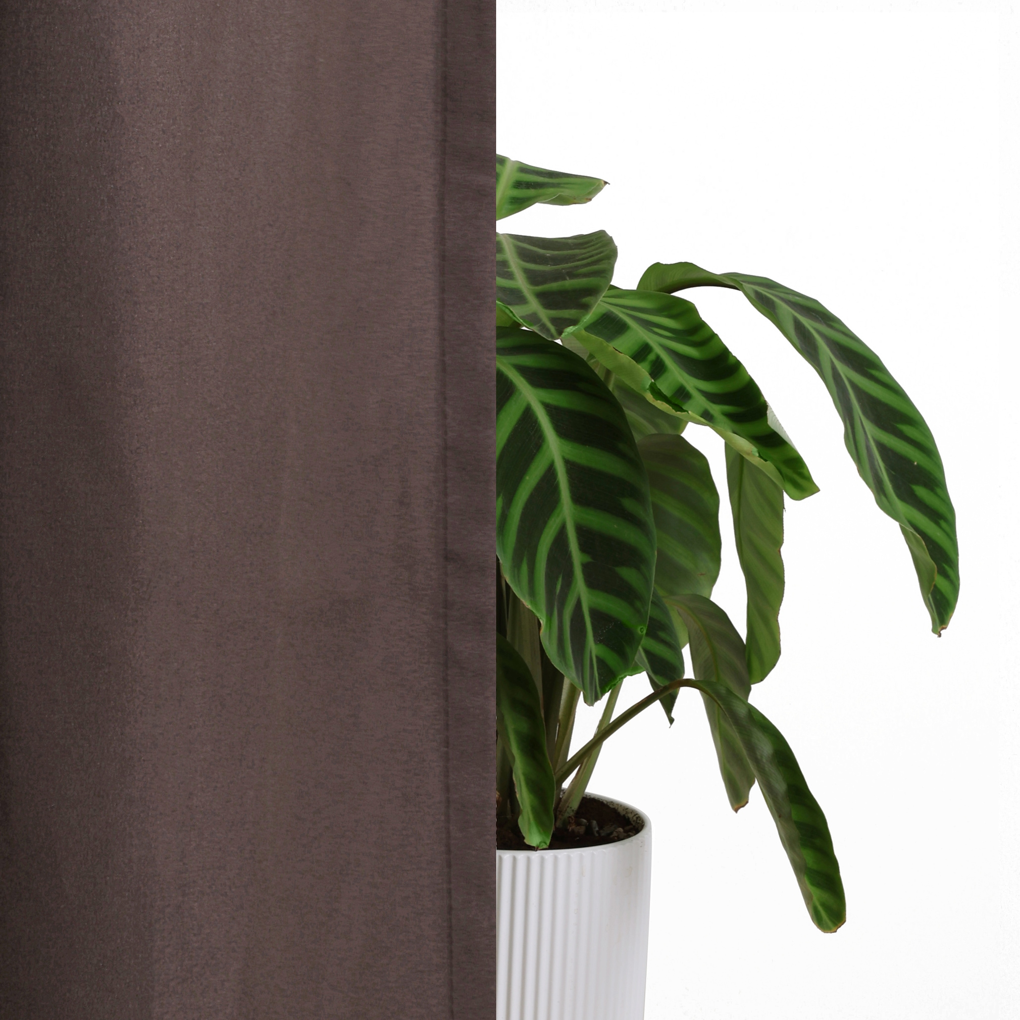 Bruno Banani Rideau »Lagan« Bande volante 2 cuis tlg. 2-er Set, gewebt, Microfaser, versch. Grössen, einfarbig, Bestseller