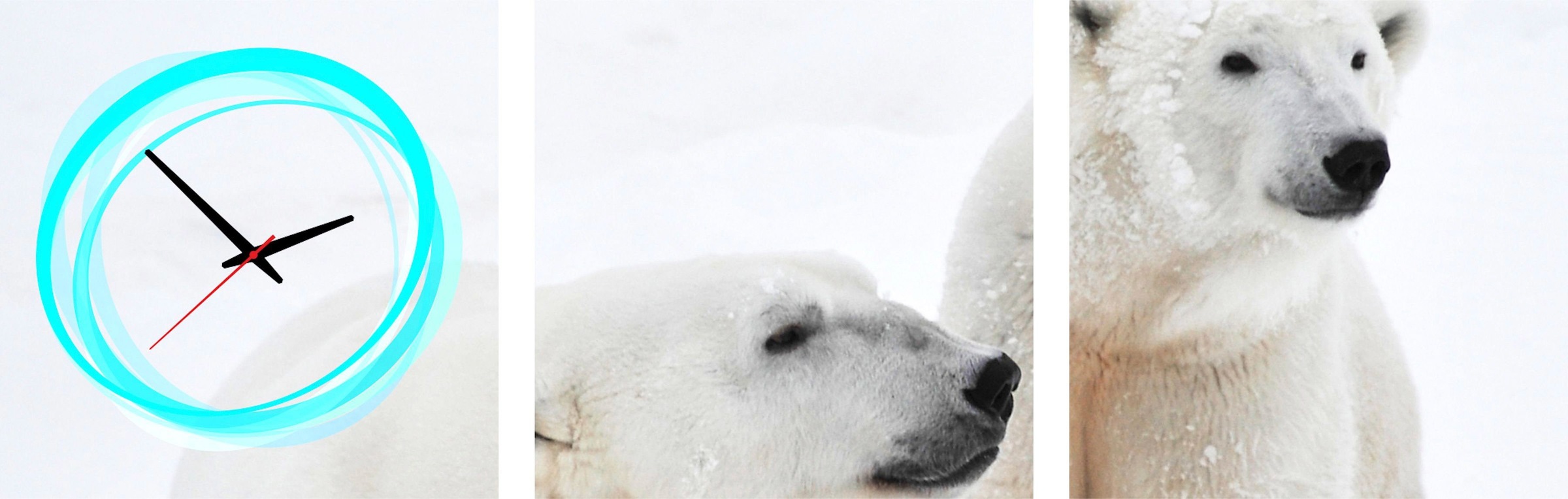 Image of Conni Oberkircher´s Bild mit Uhr »White Bears - Eisbären«, Eisbär, (Set), mit dekorativer Uhr, Wildtiere bei Ackermann Versand Schweiz