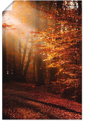 Artland Wandbild »Sonnenaufgang im Herbst«, Wald, (1 St.), in vielen Grössen &... kaufen