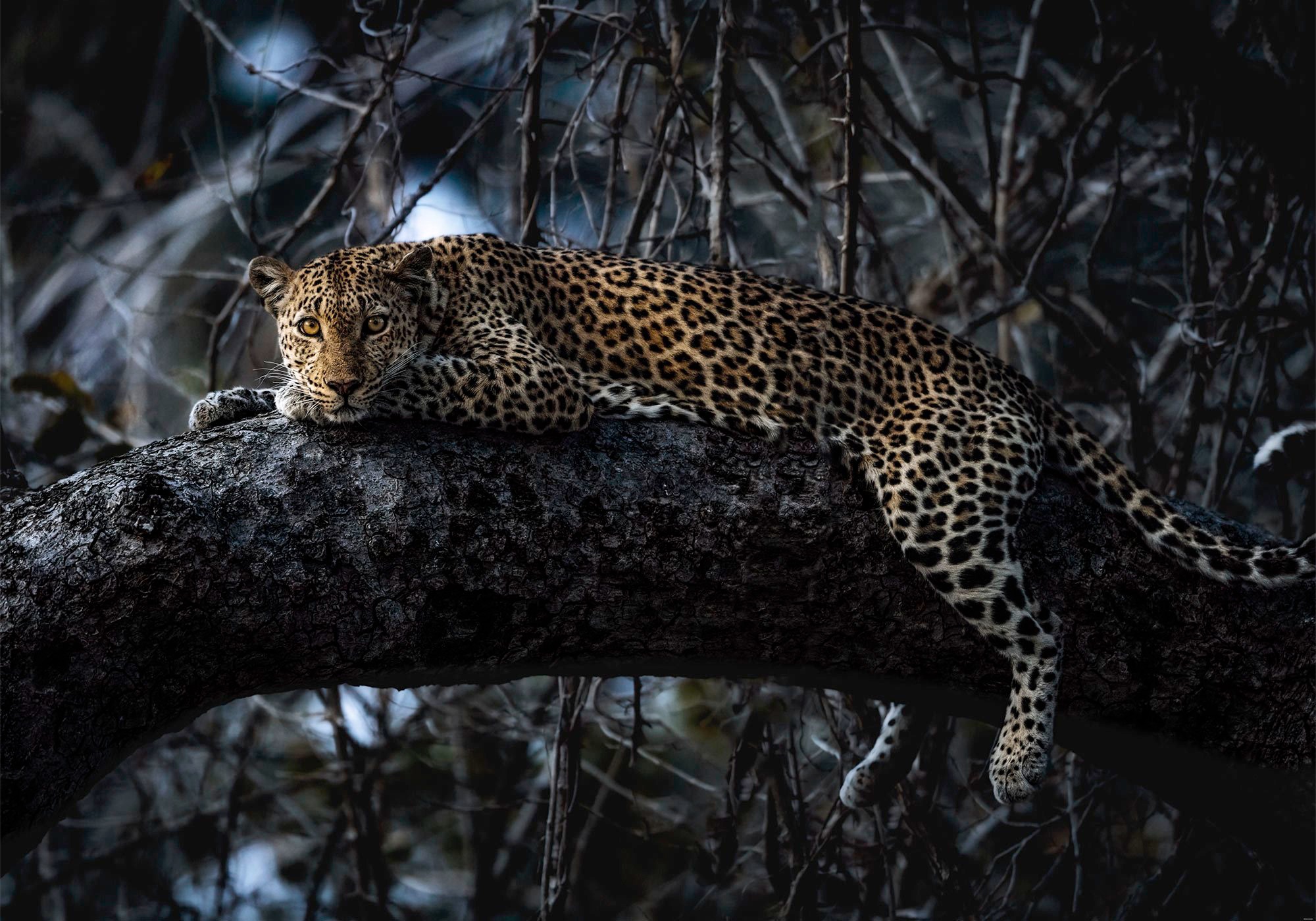 Image of Komar Fototapete »Panthera«, bedruckt-Comic-Retro-mehrfarbig, BxH: 400x280 cm bei Ackermann Versand Schweiz