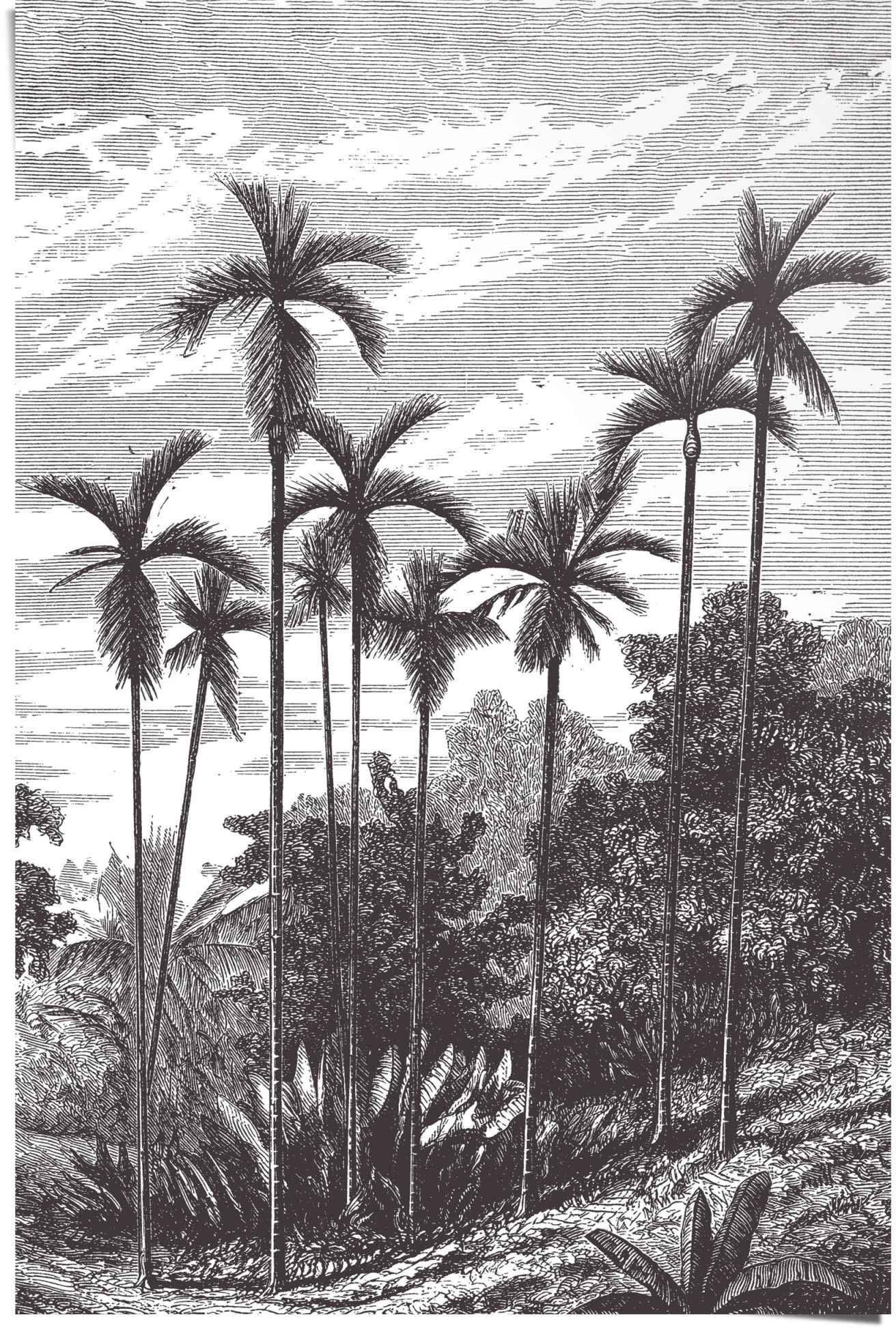 Image of Reinders! Poster »Palmenhain Lthograpie«, (1 St.) bei Ackermann Versand Schweiz