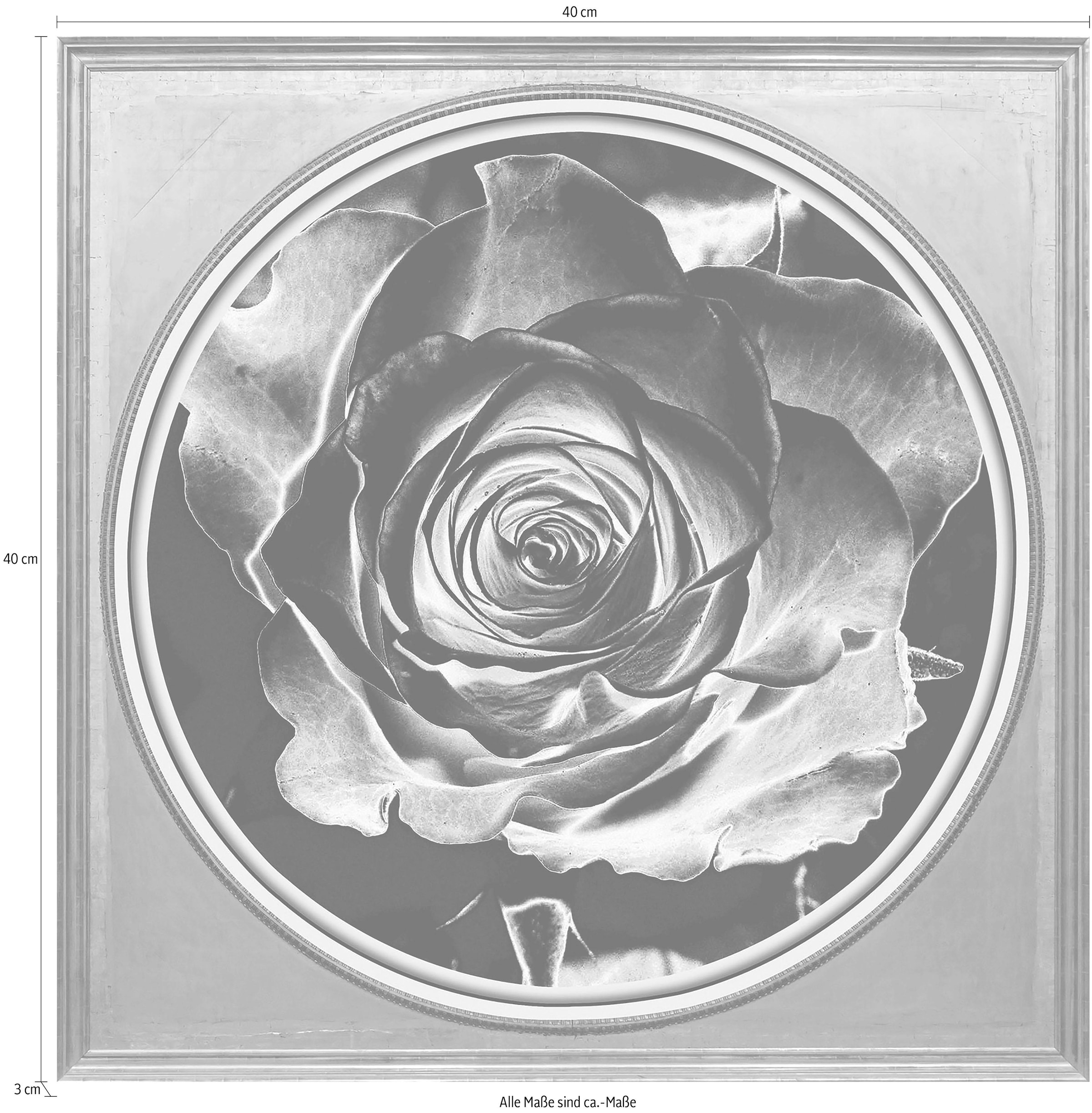 queence Acrylglasbild »Rose Sepia«, Blumen-Blumenbilder-Kunst-Pflanzen-Pflanzenbilder-Gemälde, Fine Art-Print in Galeriequalität