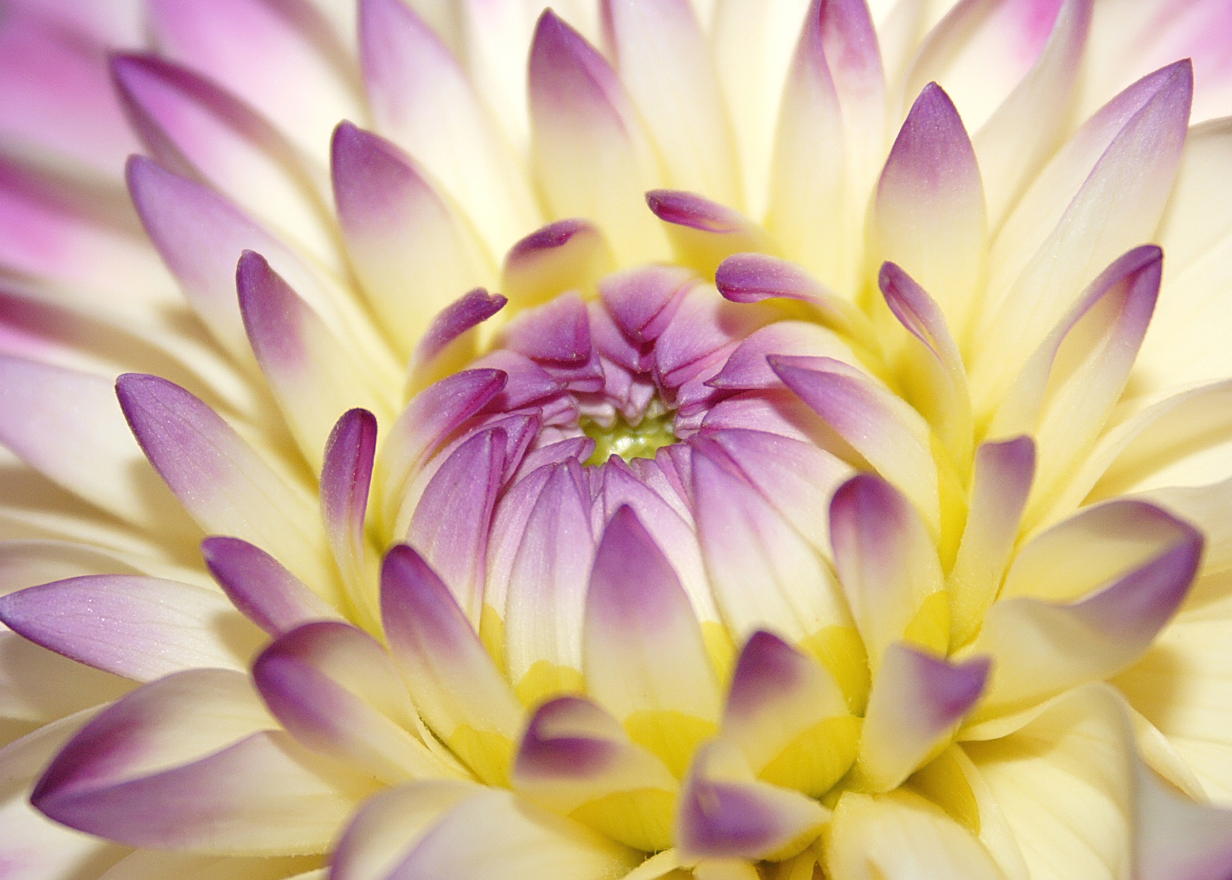 Image of Papermoon Fototapete »Macro Pink Flower« bei Ackermann Versand Schweiz