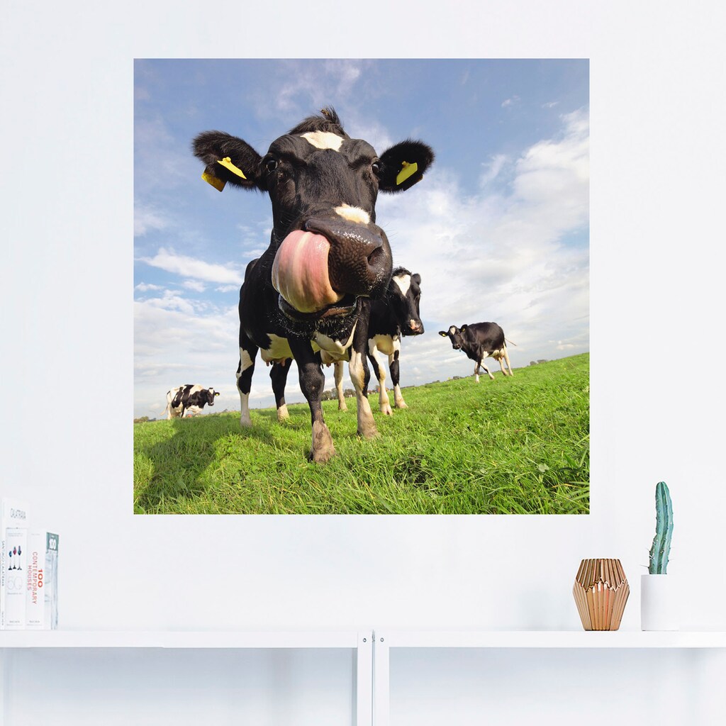 Artland Wandbild »Holstein-Kuh mit gewaltiger Zunge«, Haustiere, (1 St.)