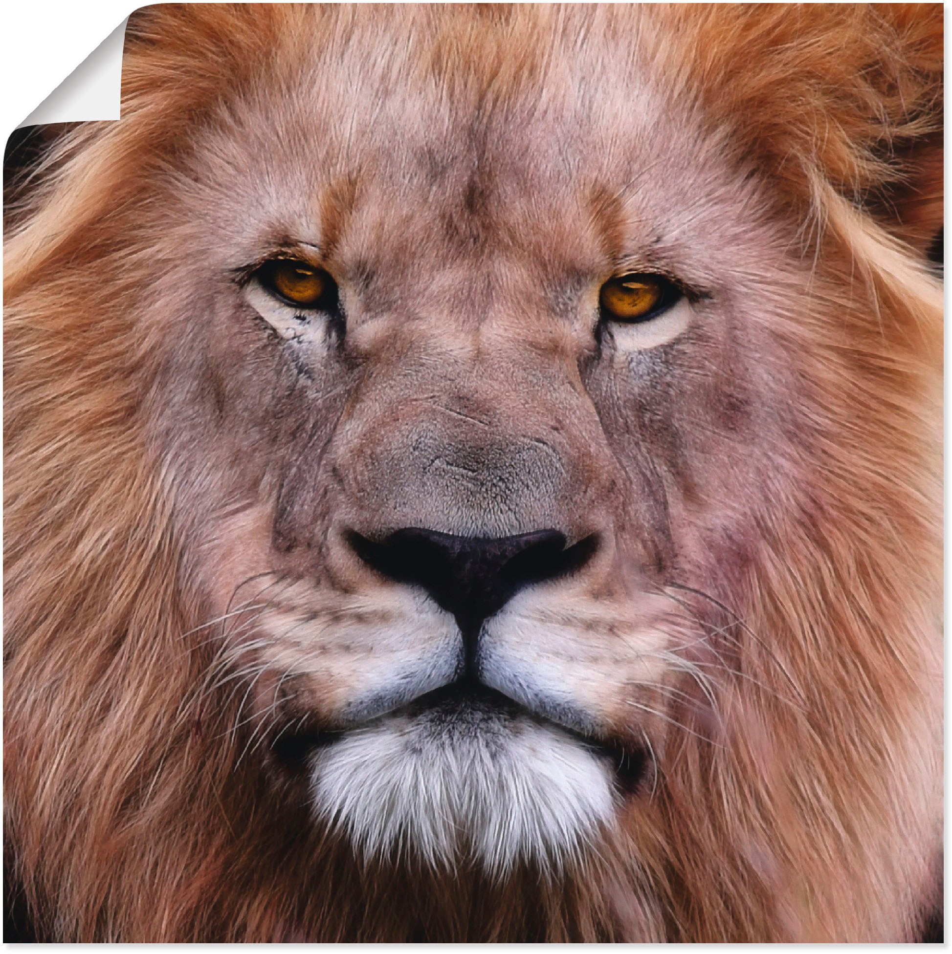 Image of Artland Wandbild »König der Löwen«, Wildtiere, (1 St.), in vielen Grössen & Produktarten -Leinwandbild, Poster, Wandaufkleber / Wandtattoo auch für Badezimmer geeignet bei Ackermann Versand Schweiz