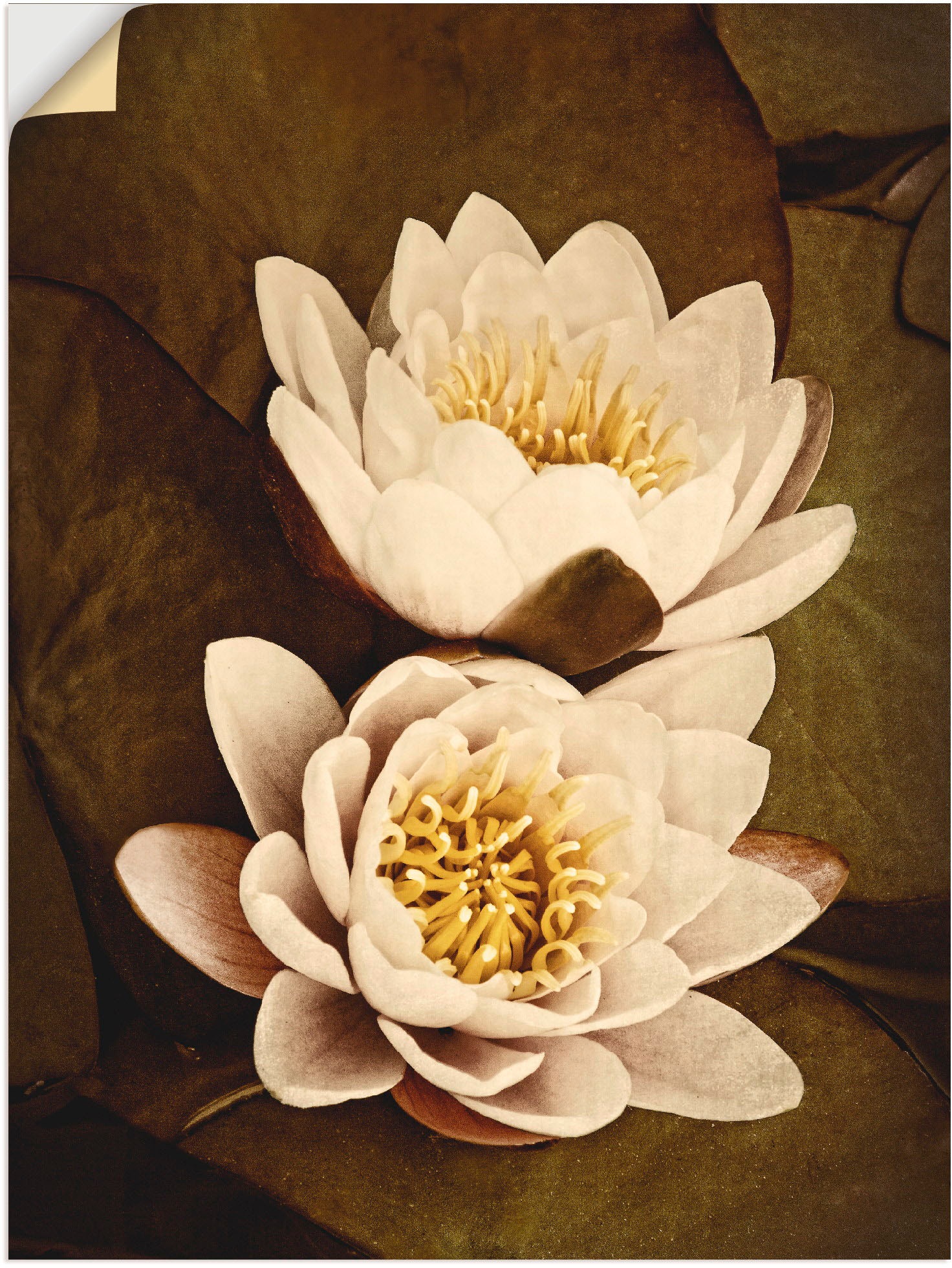 Image of Artland Wandbild »Seerosenblätter Duo«, Blumen, (1 St.), in vielen Grössen & Produktarten - Alubild / Outdoorbild für den Aussenbereich, Leinwandbild, Poster, Wandaufkleber / Wandtattoo auch für Badezimmer geeignet bei Ackermann Versand Schweiz