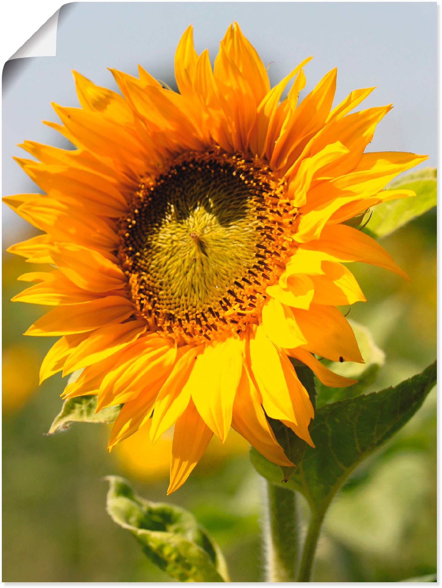 Image of Artland Wandbild "Sonnenblume" Blumen 1 Stk. tlg. als Leinwandbild, Poster in verschied. Grössen